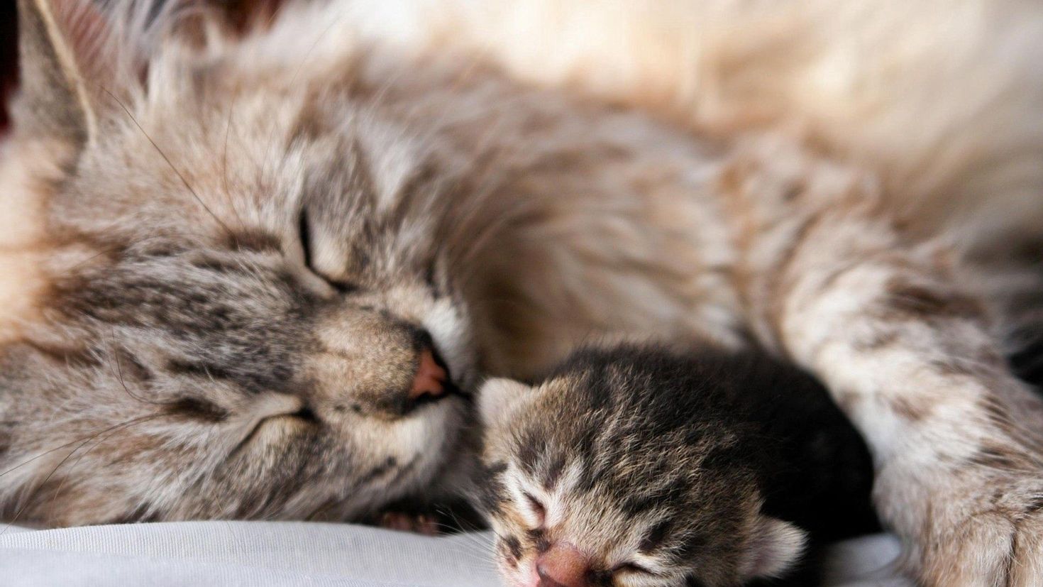 Счастье материнства кошки