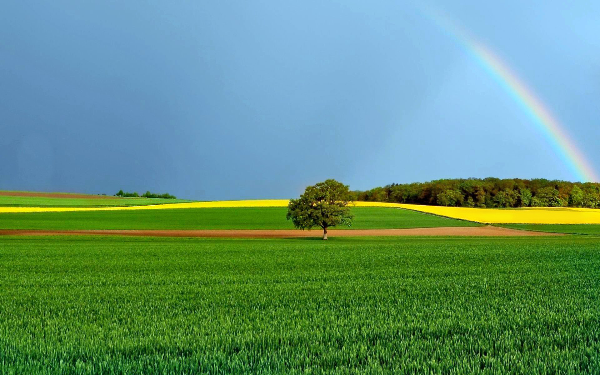 earth, rainbow, horizon, tree 4K iPhone