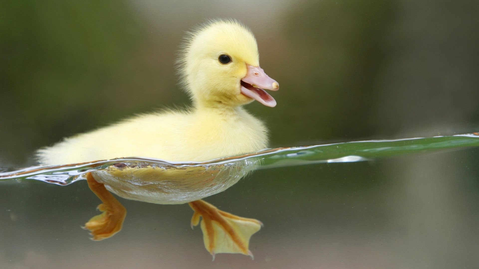 32118 Bildschirmschoner und Hintergrundbilder Ducks auf Ihrem Telefon. Laden Sie tiere, vögel, ducks, gelb Bilder kostenlos herunter