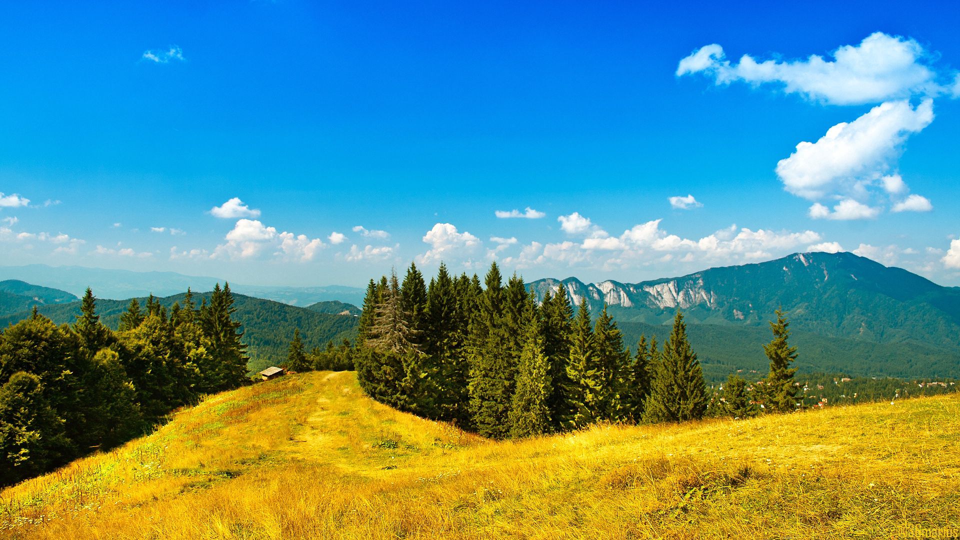 mountains, blue, coniferous, nature, i see, conifers, trees, sunny, freshness, sky, clear, yellow