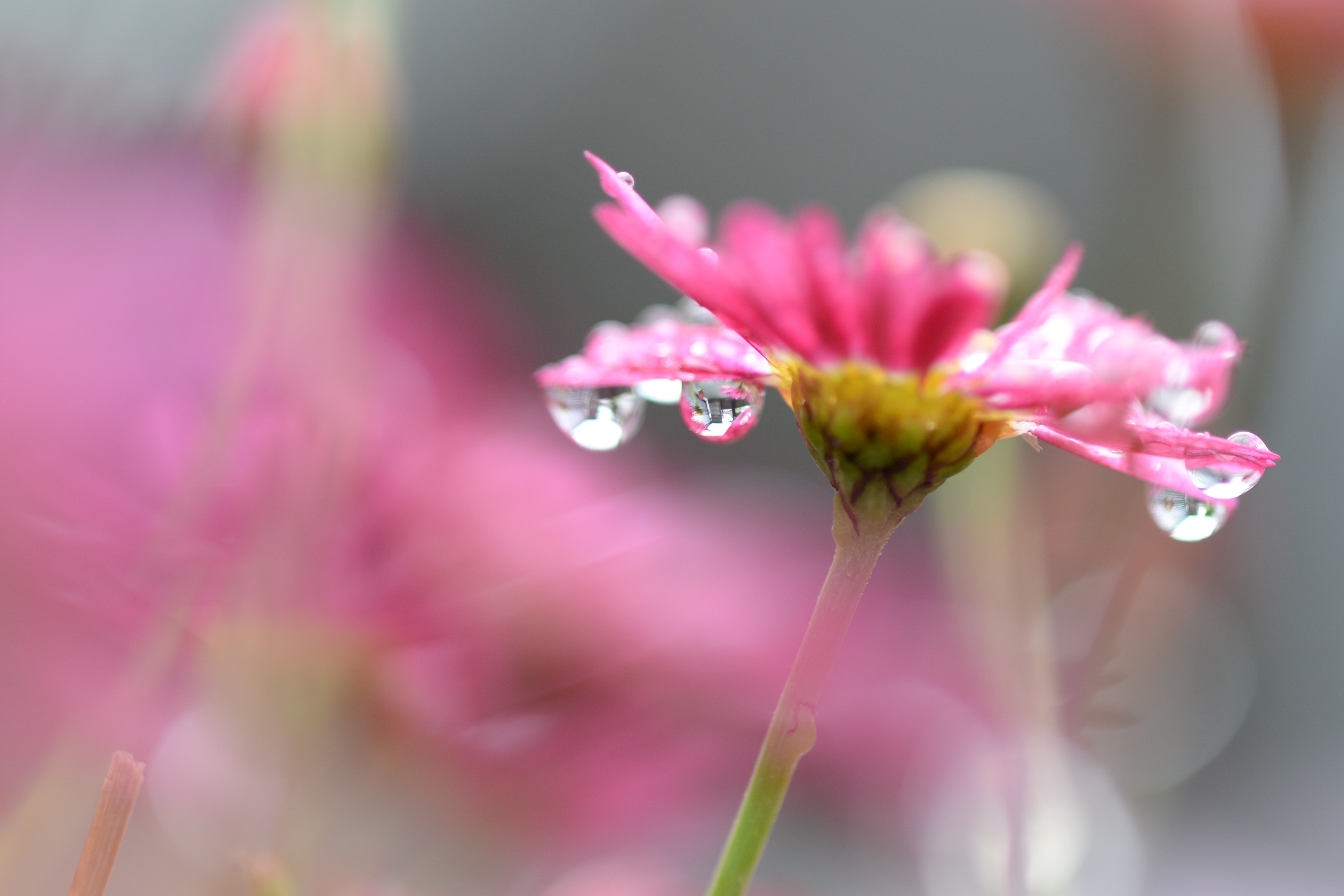blur, drops, flower, macro, smooth 2160p