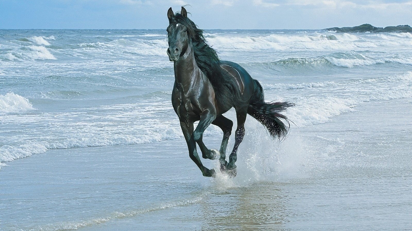 horses, animals, water, sea, blue download HD wallpaper