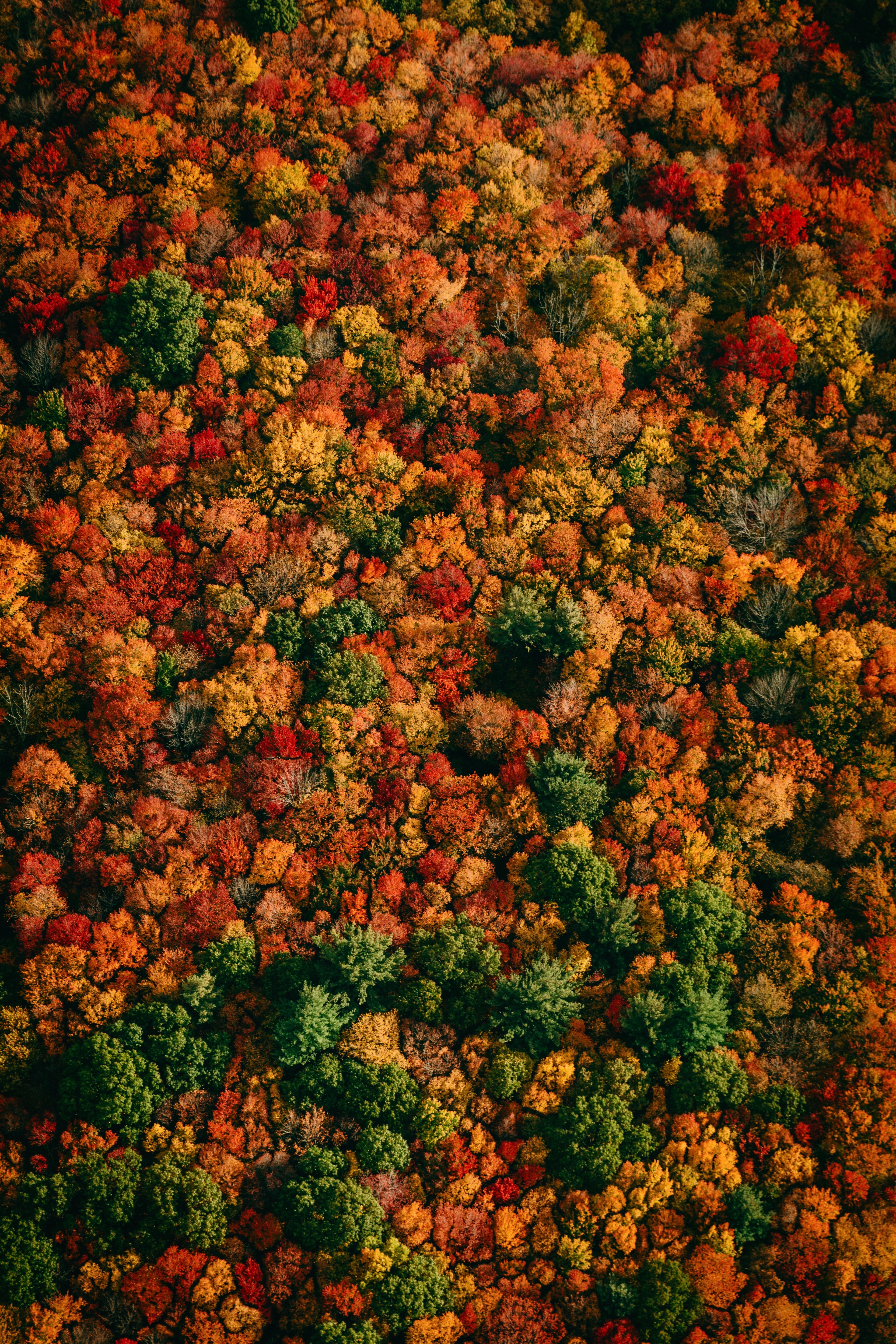 QHD wallpaper forest, trees, multicolored, motley