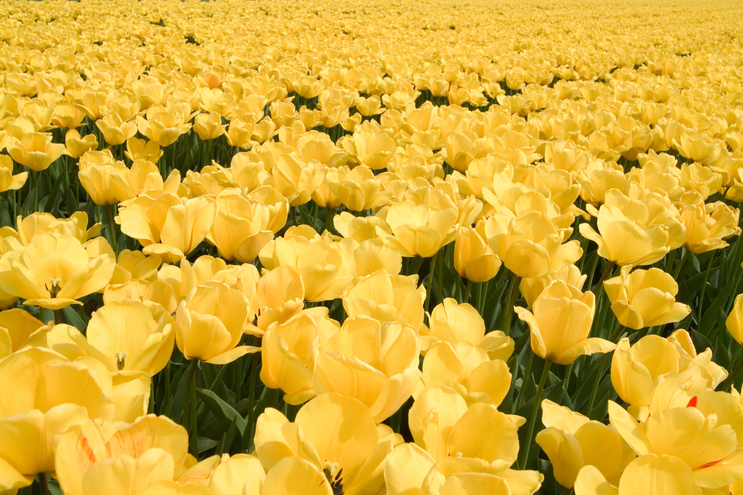 yellow flower, flowers, earth, tulip, flower 5K