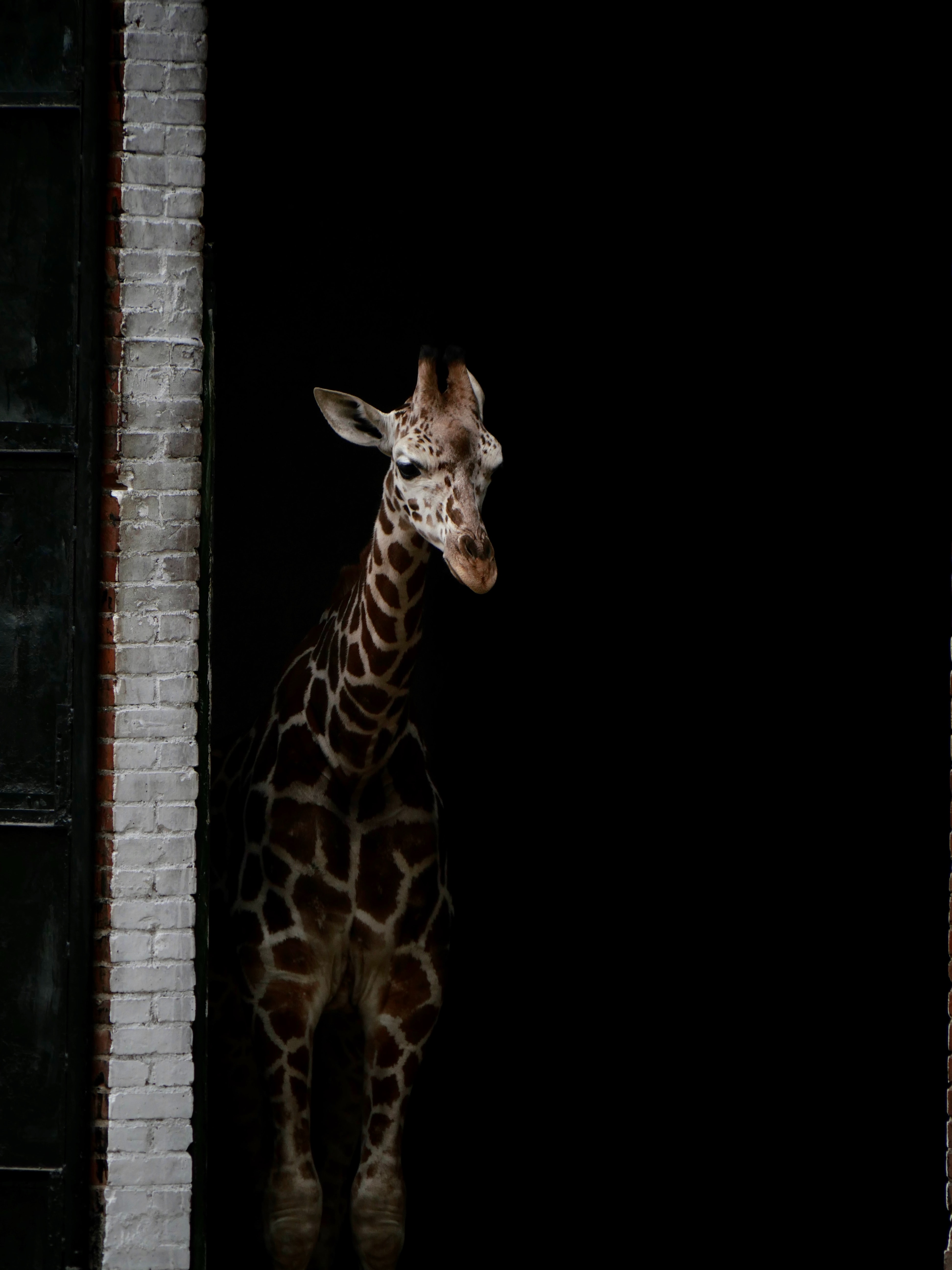 Handy-Wallpaper Tiere, Dunkel, Flecken, Spots, Giraffe kostenlos herunterladen.