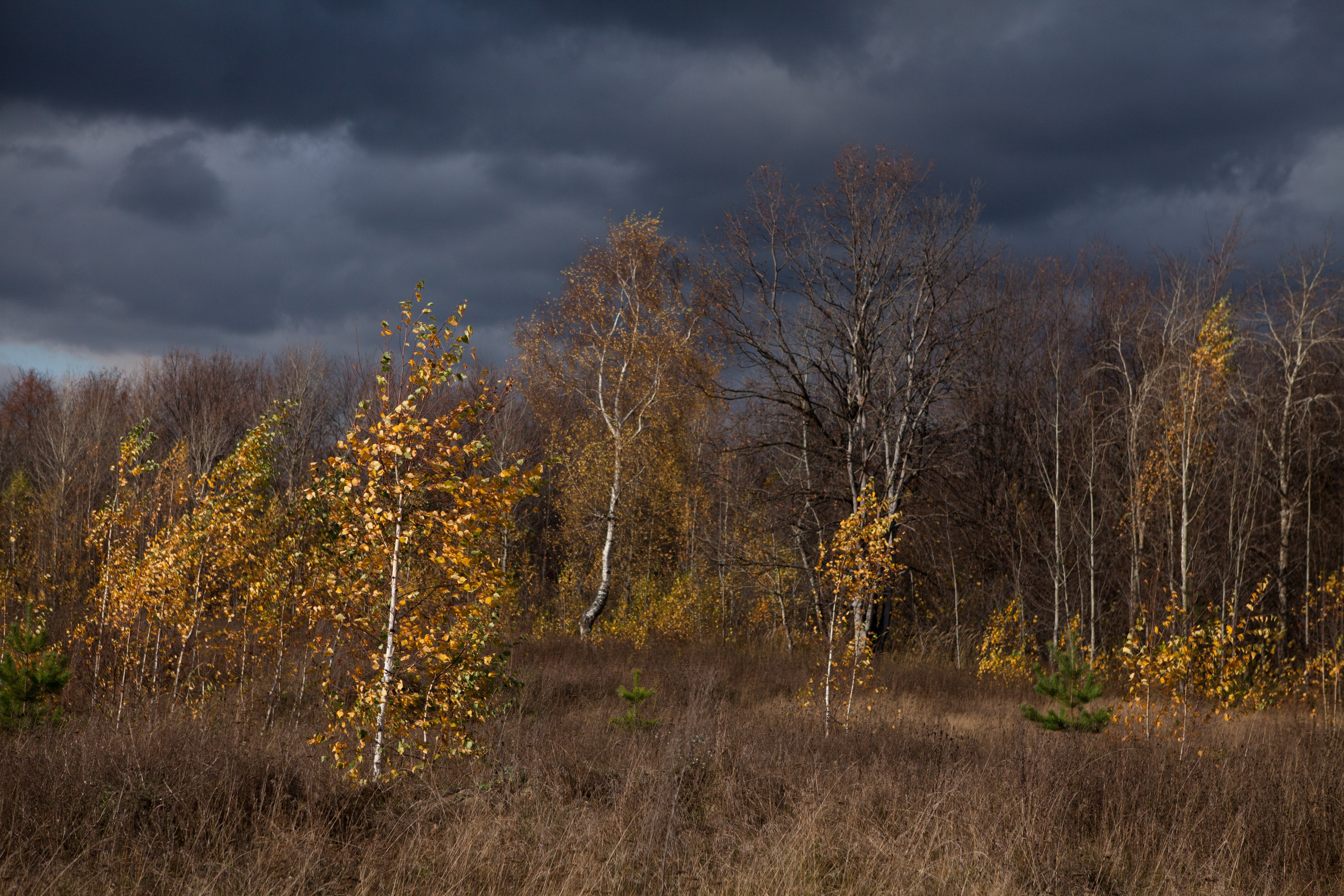 trees, nature, autumn, clouds