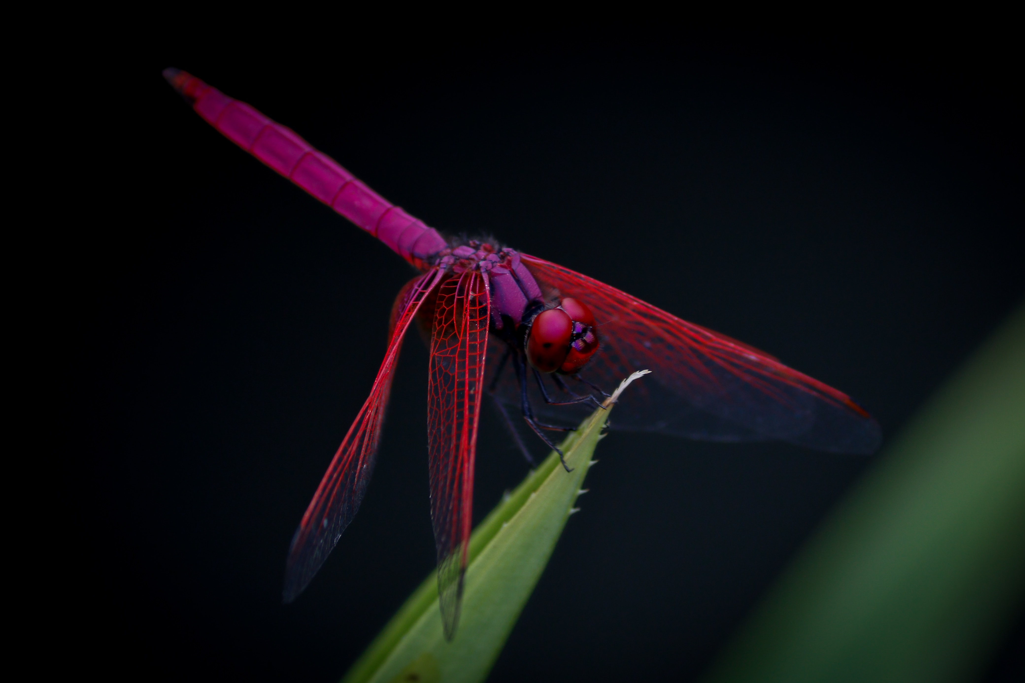 dragonfly, macro, insect, trithemis aurora Free Stock Photo