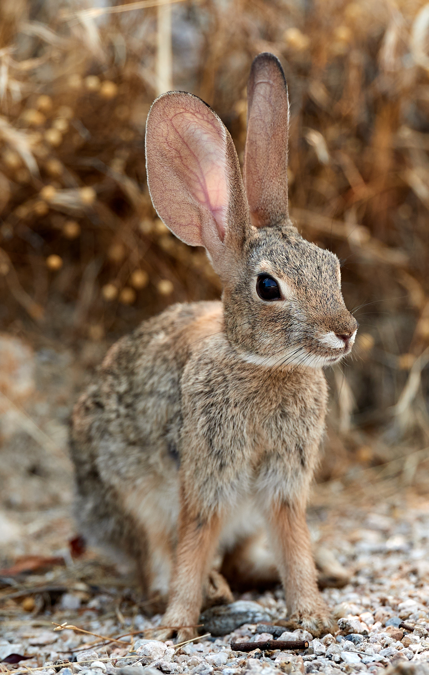 animal, animals, hare, fluffy, ears, rabbit UHD