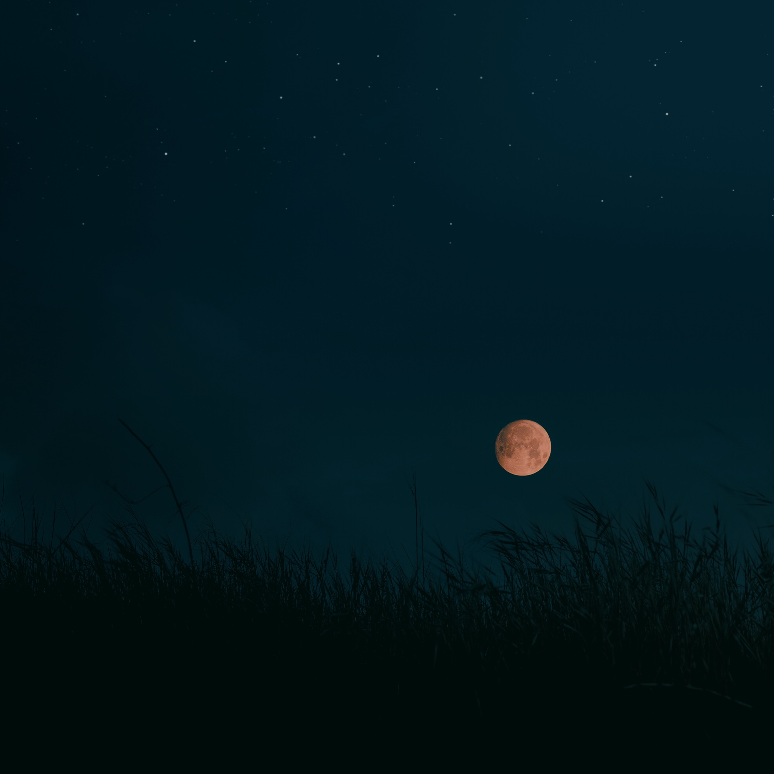 Laden Sie das Dunkel, Landschaft, Grass, Übernachtung, Mond-Bild kostenlos auf Ihren PC-Desktop herunter