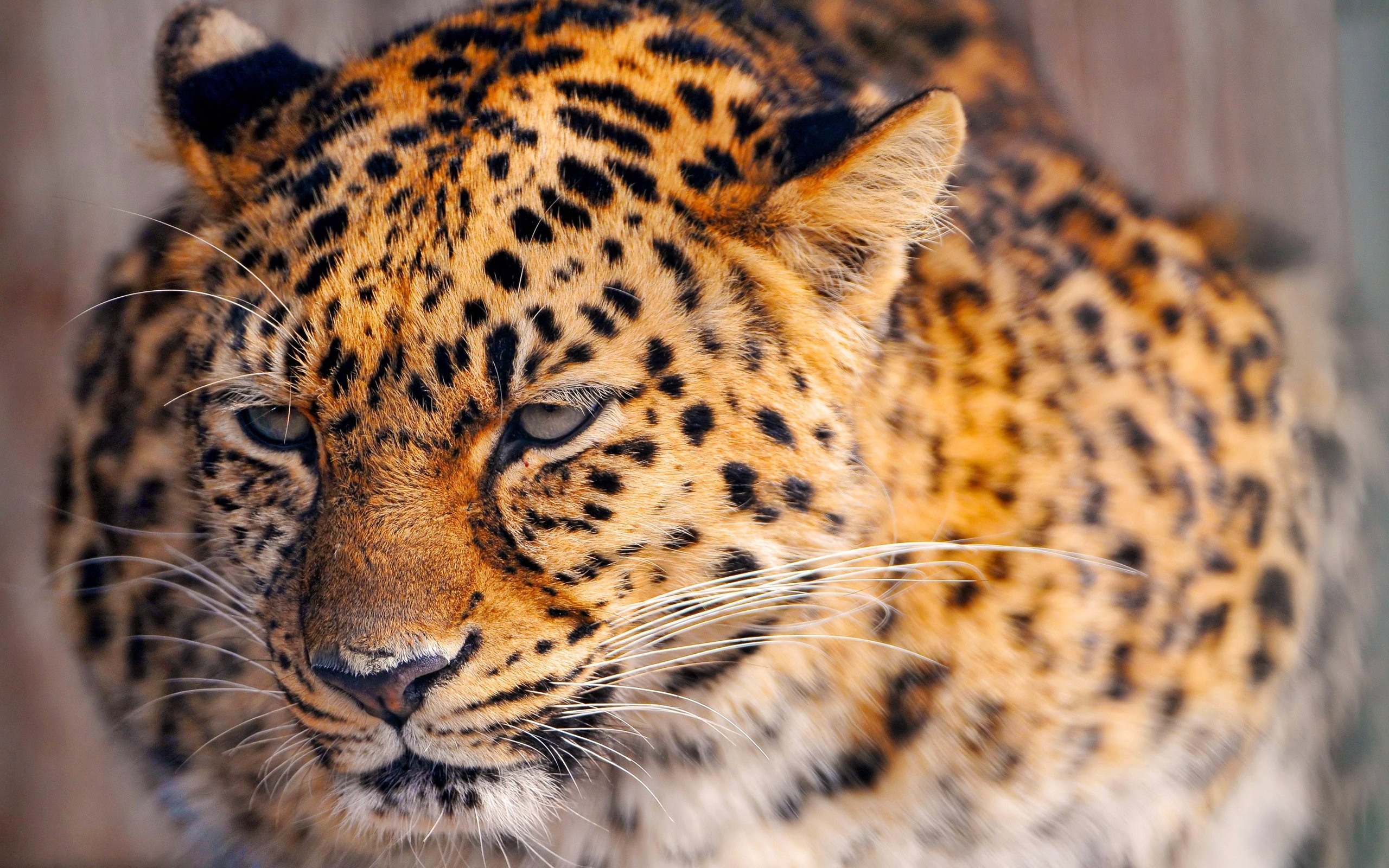 43852 Hintergrundbild herunterladen tiere, jaguar, orange - Bildschirmschoner und Bilder kostenlos