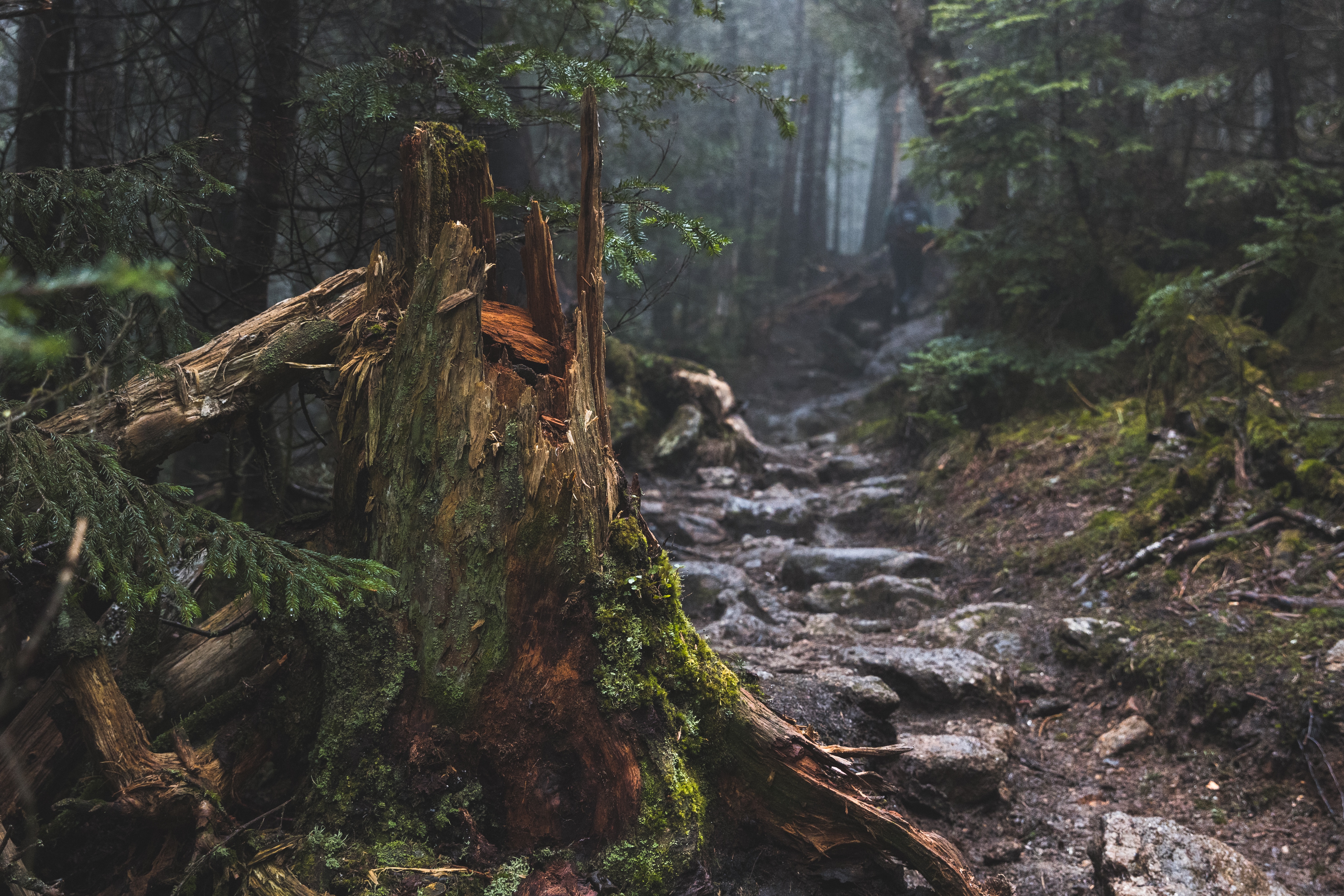 wood, nature, tree, moss, broken cellphone