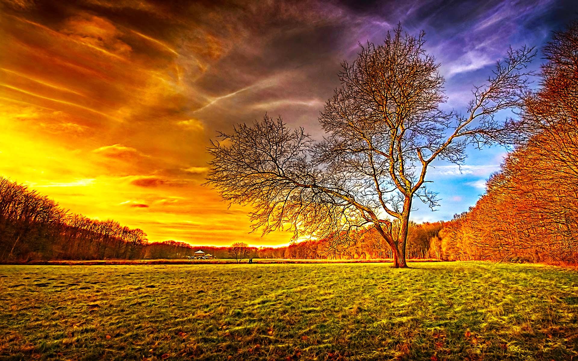 tree, sunset, earth, hdr 3d Wallpaper