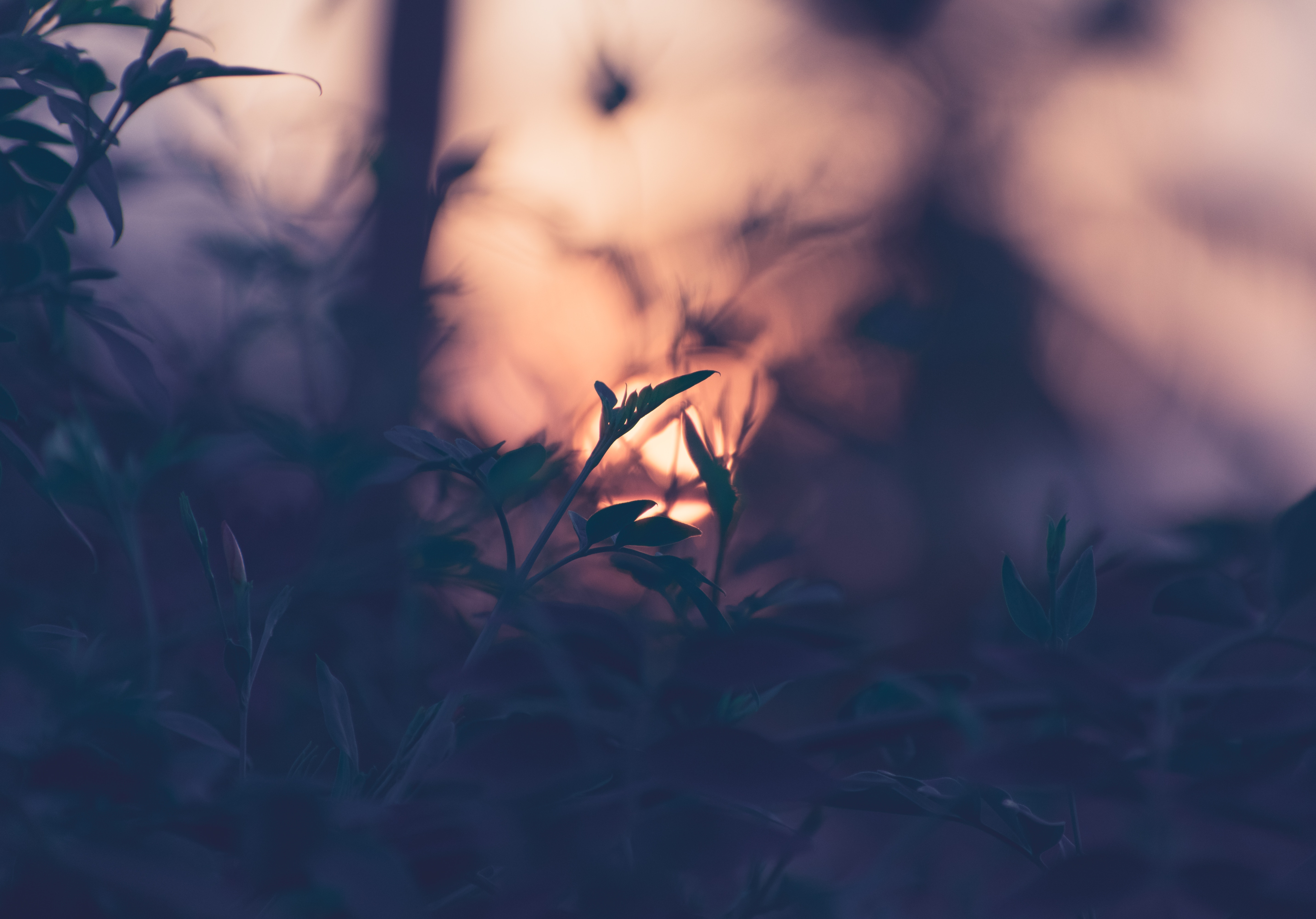 Download mobile wallpaper Smooth, Branches, Macro, Sunset, Leaves, Plant, Blur for free.