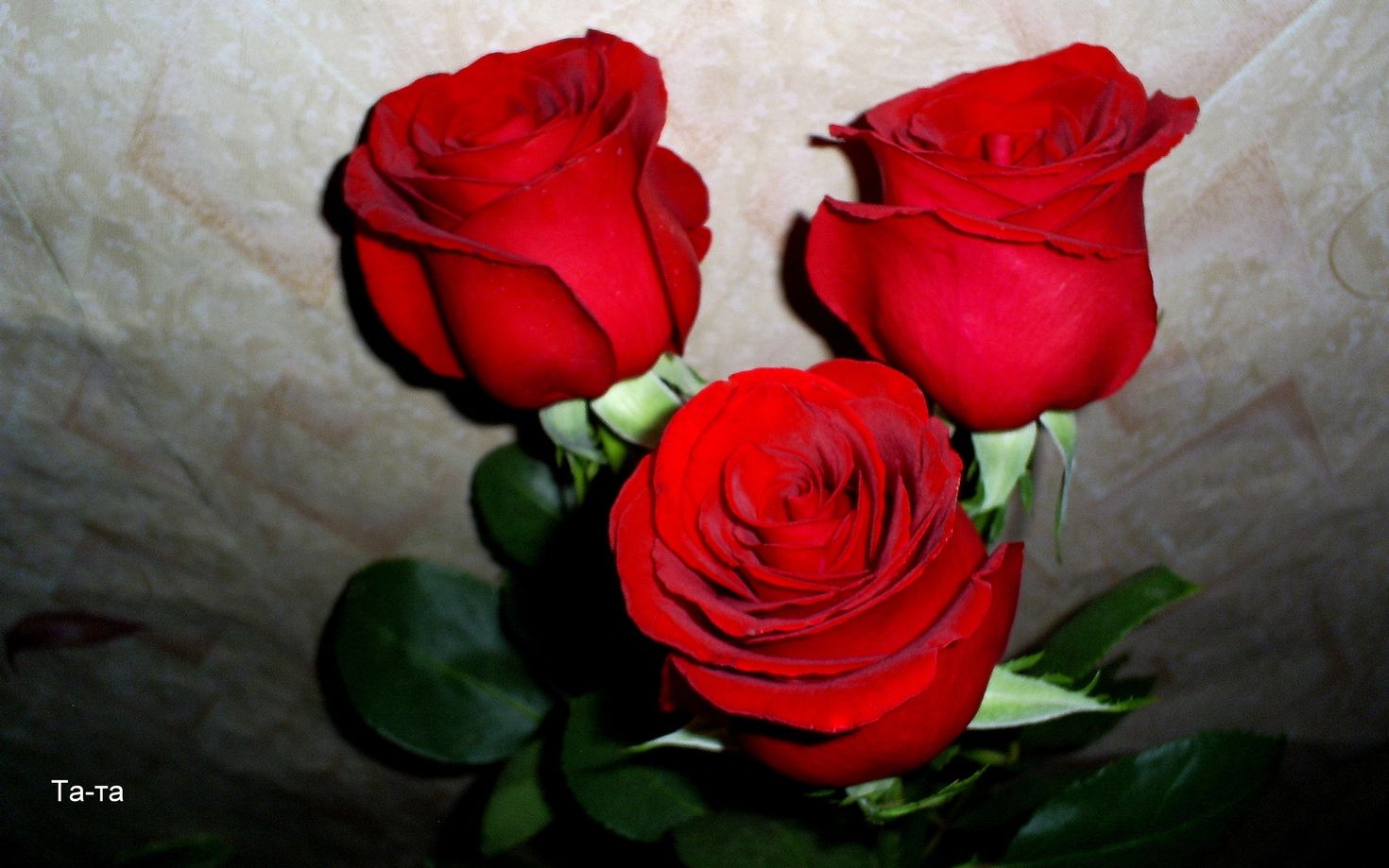 Обои на рабочий стол телефона цветы розы