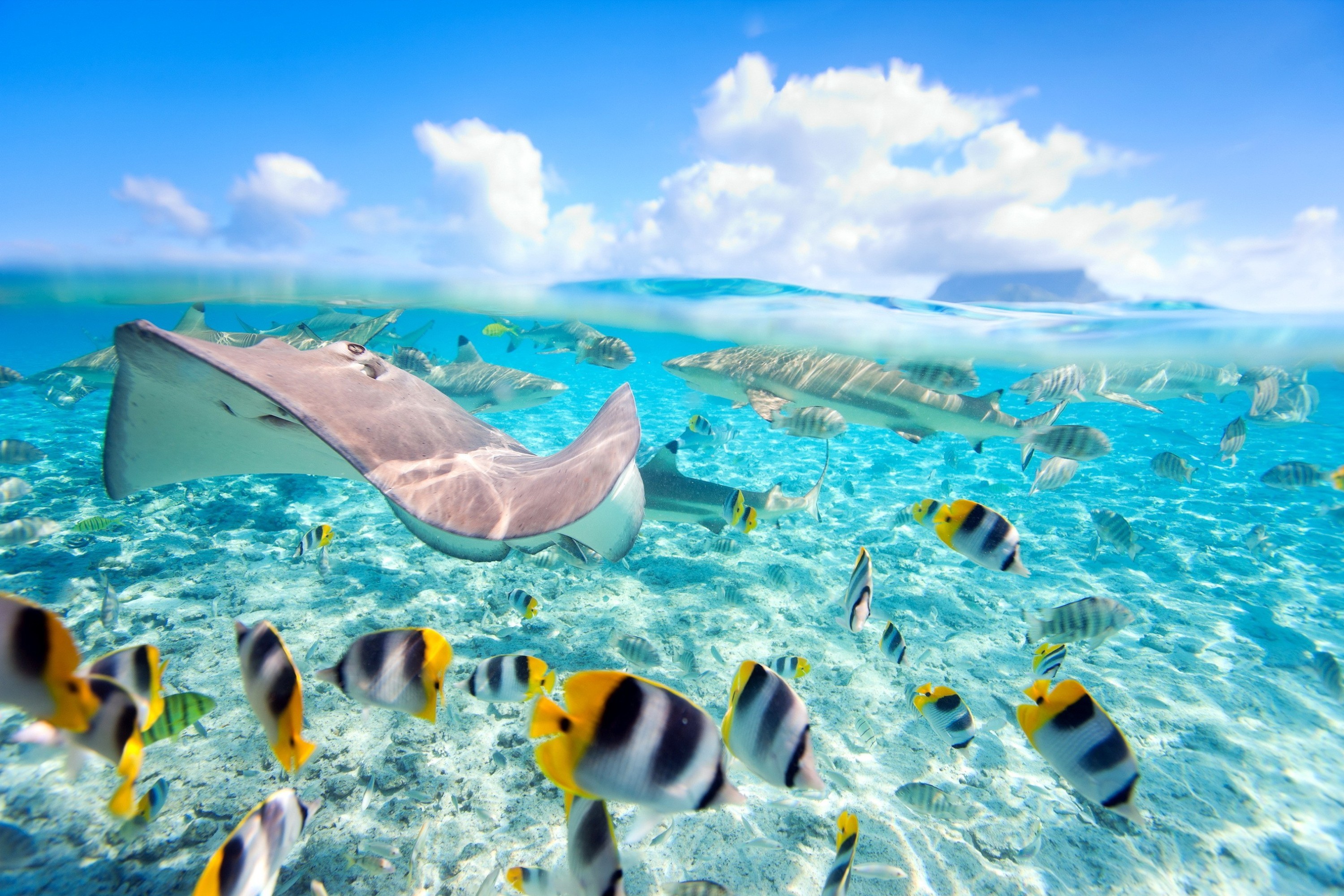 stingray, underwater, shark, animal, fish, reef, fishes Smartphone Background