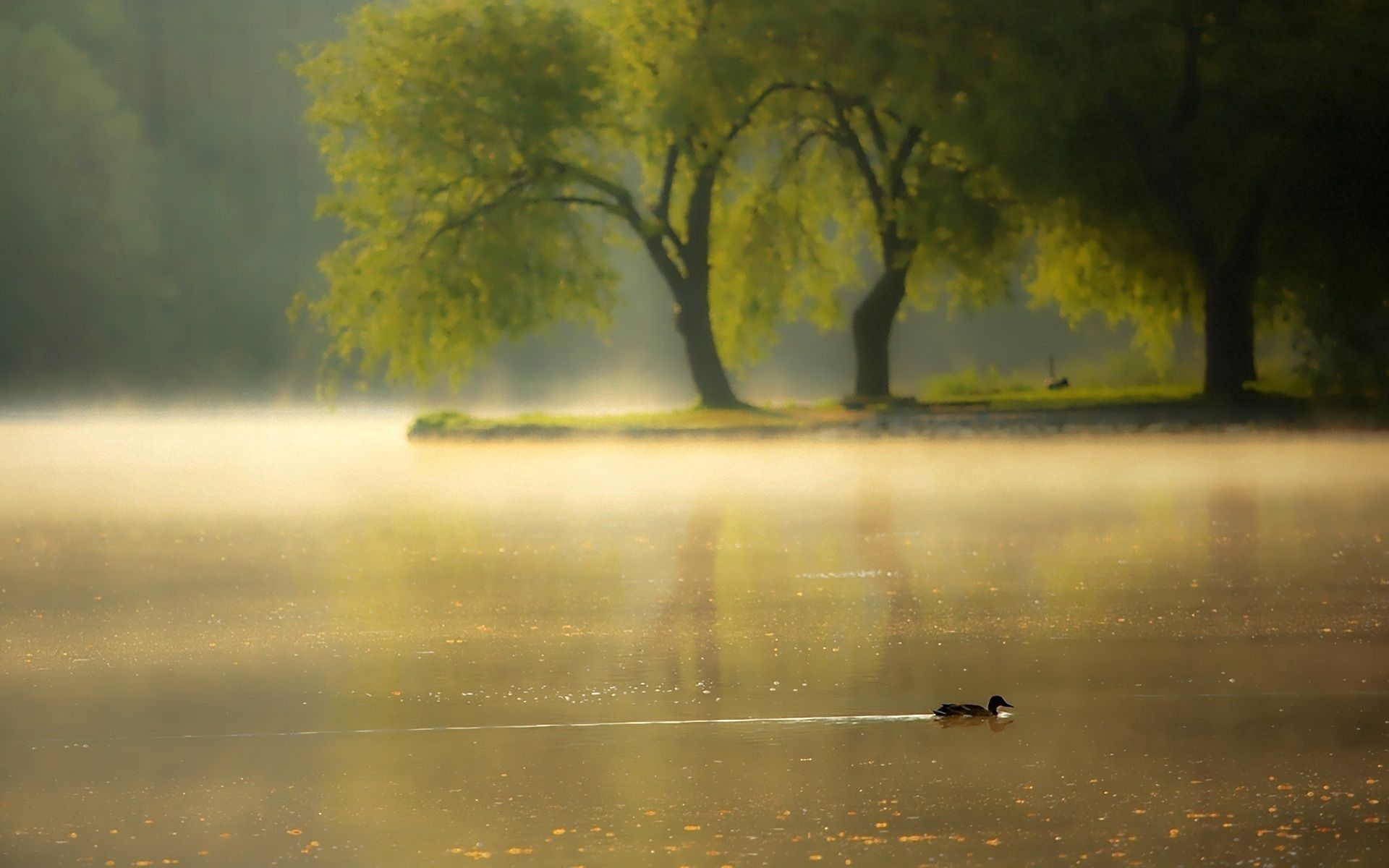 duck, nature, dawn, lake, park, pond images