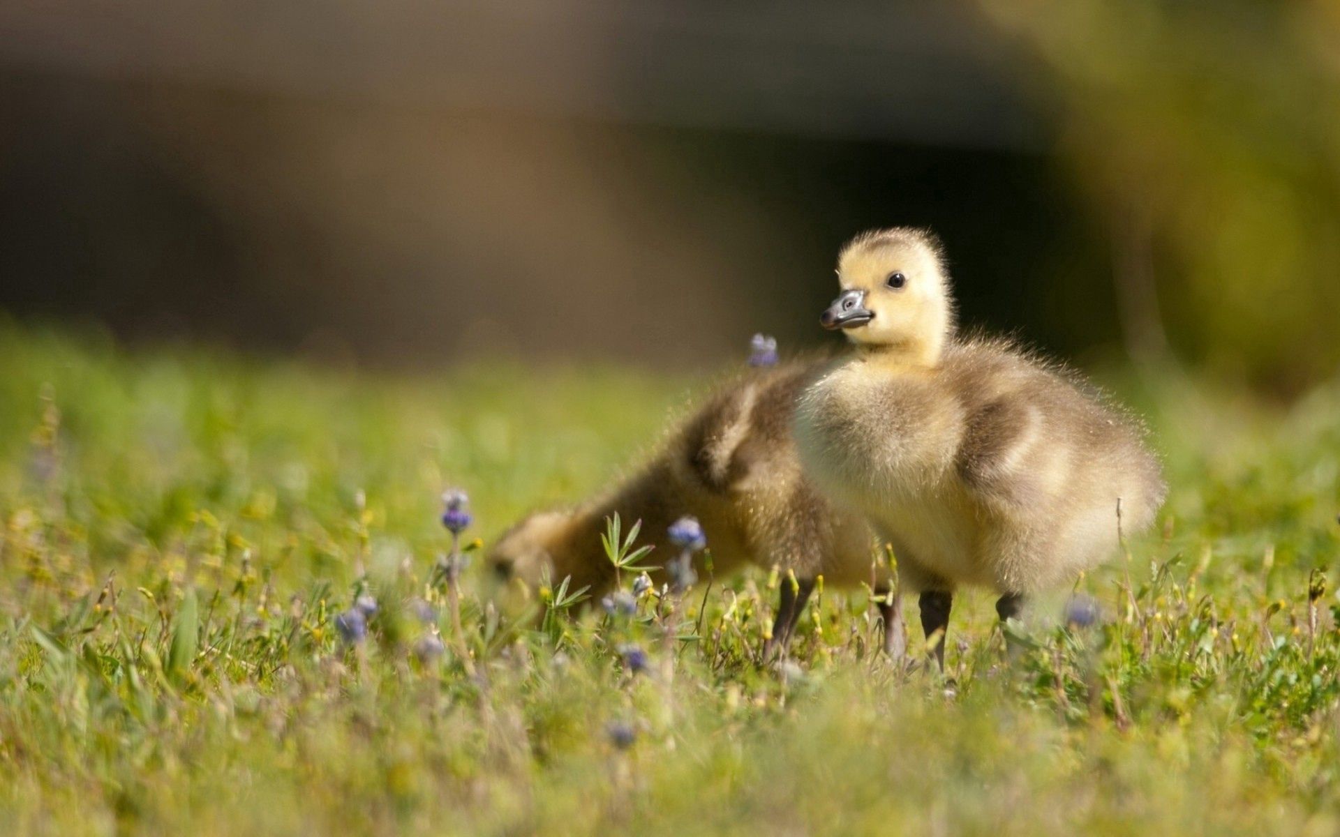 Laden Sie das Tiere, Vögel, Grass, Kinder, Kleinkinder, Entenküken-Bild kostenlos auf Ihren PC-Desktop herunter