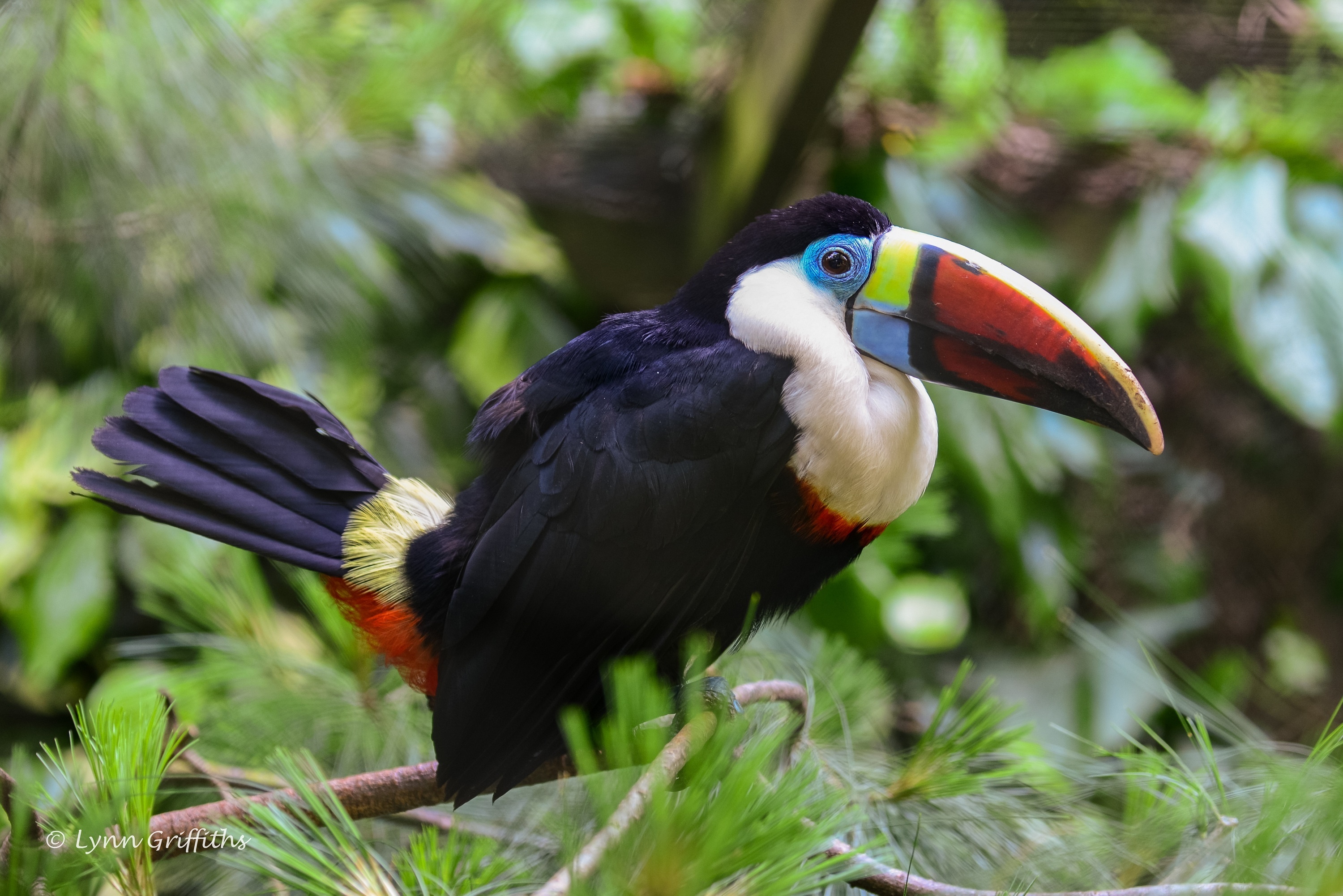 84042 download wallpaper animals, feather, bird, beak, toucan, thickets, thicket screensavers and pictures for free