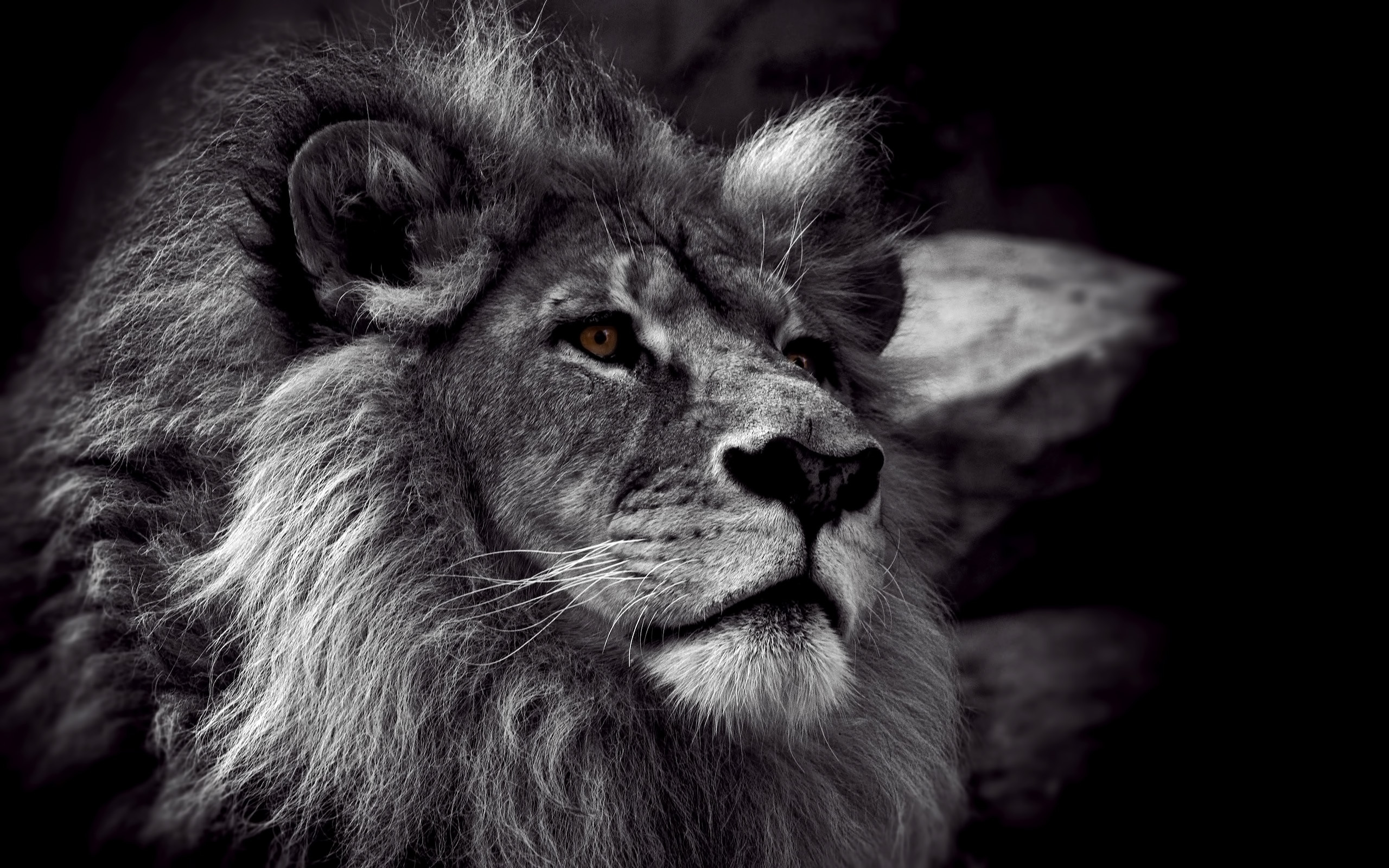 lions, animals, gray cell phone wallpapers