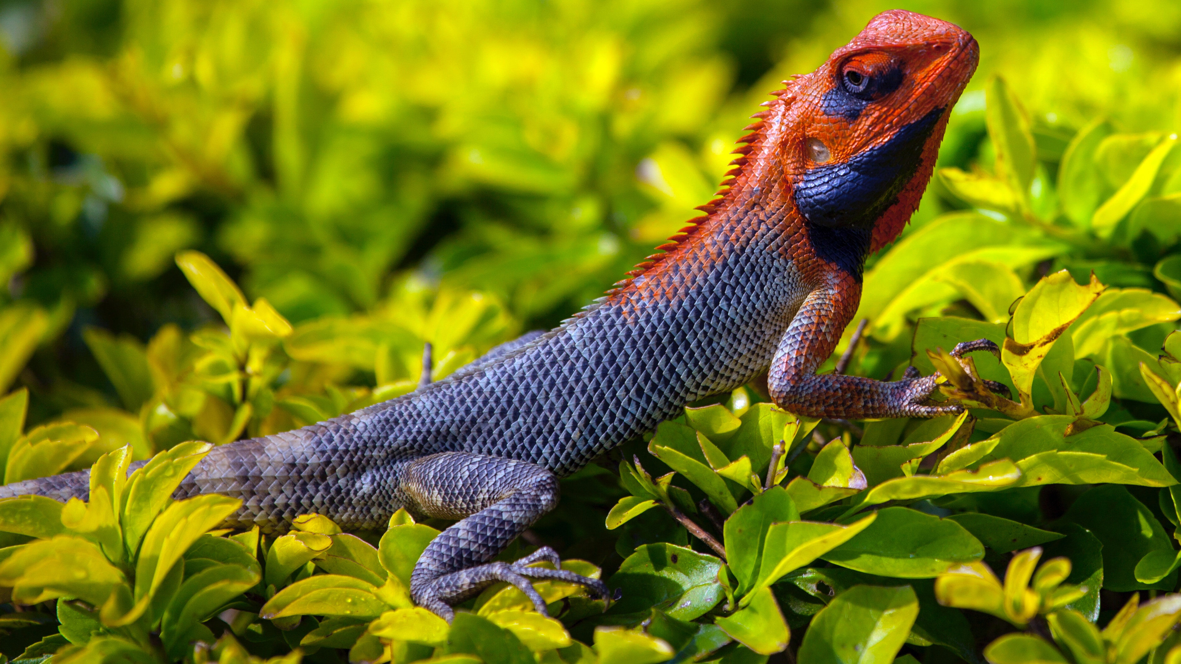 Cool Backgrounds animals, grass, lizard, scale Reptile