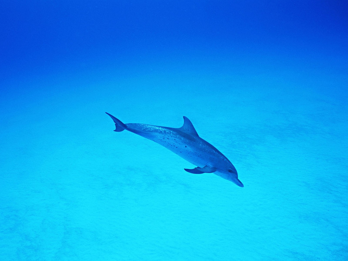 35353 Hintergrundbild herunterladen delfine, tiere, türkis - Bildschirmschoner und Bilder kostenlos