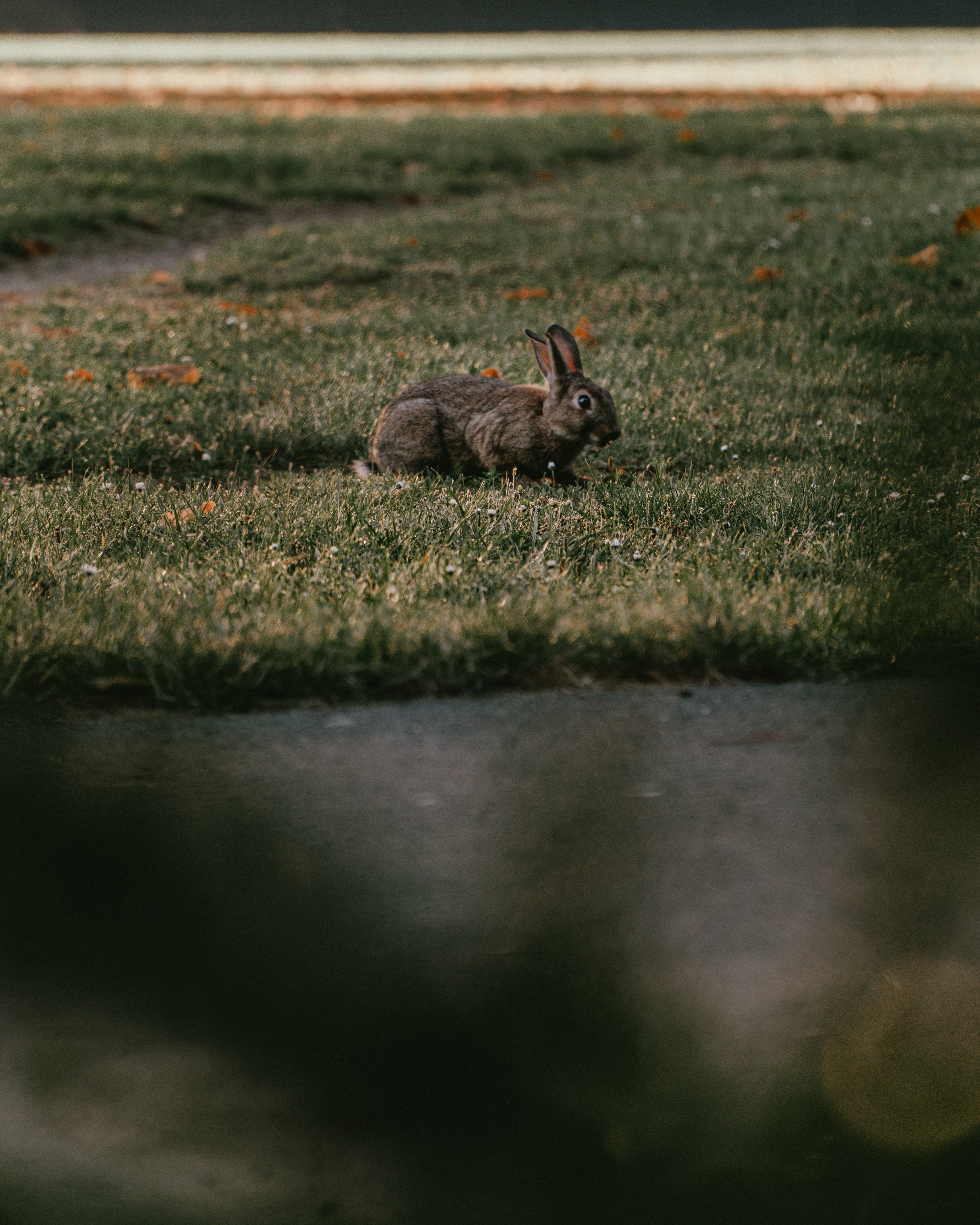 1080p Wallpaper grass, rabbit, animal, animals Grey