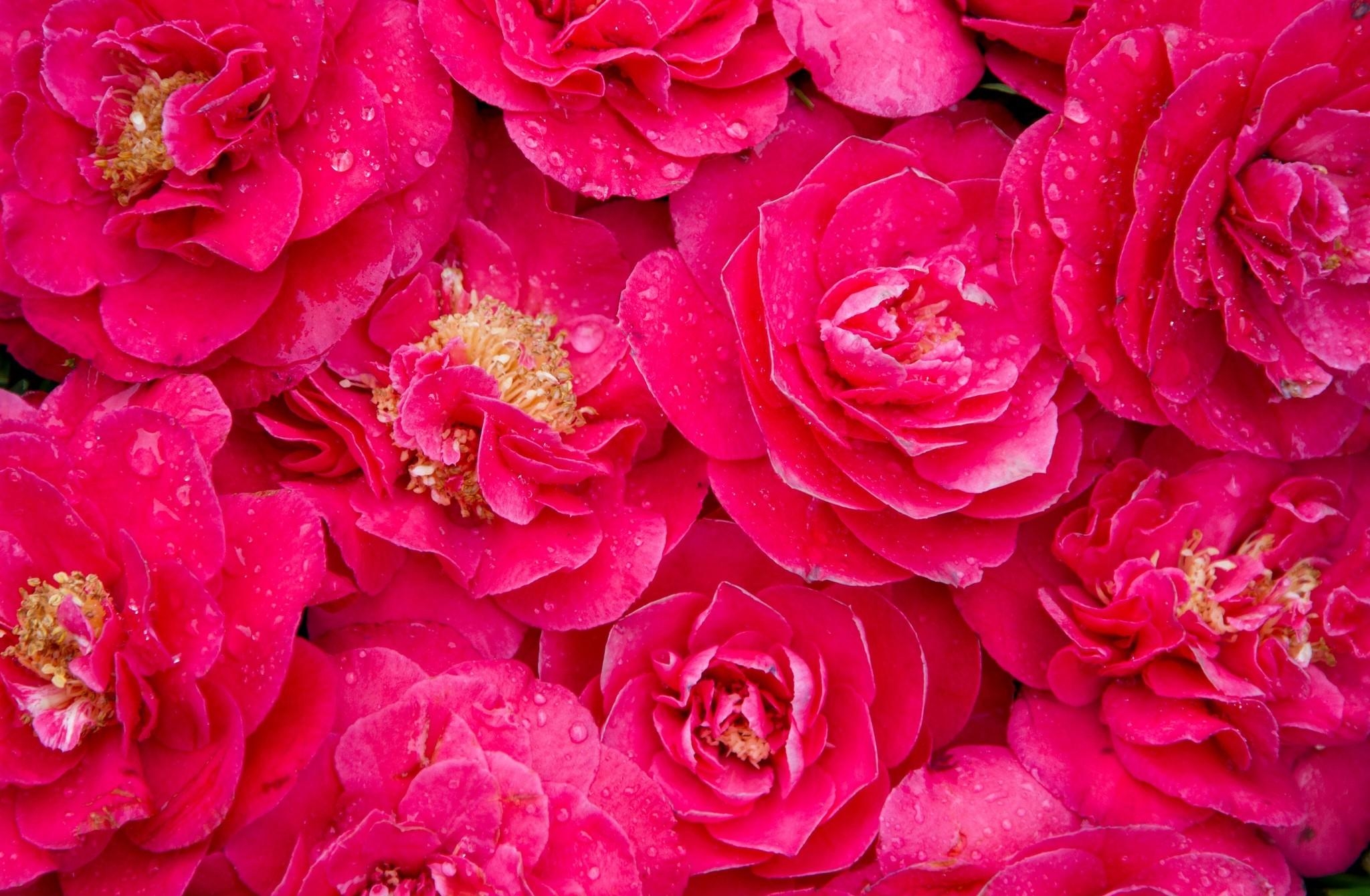 flowers, pink, drops, freshness, lot, camellia Full HD