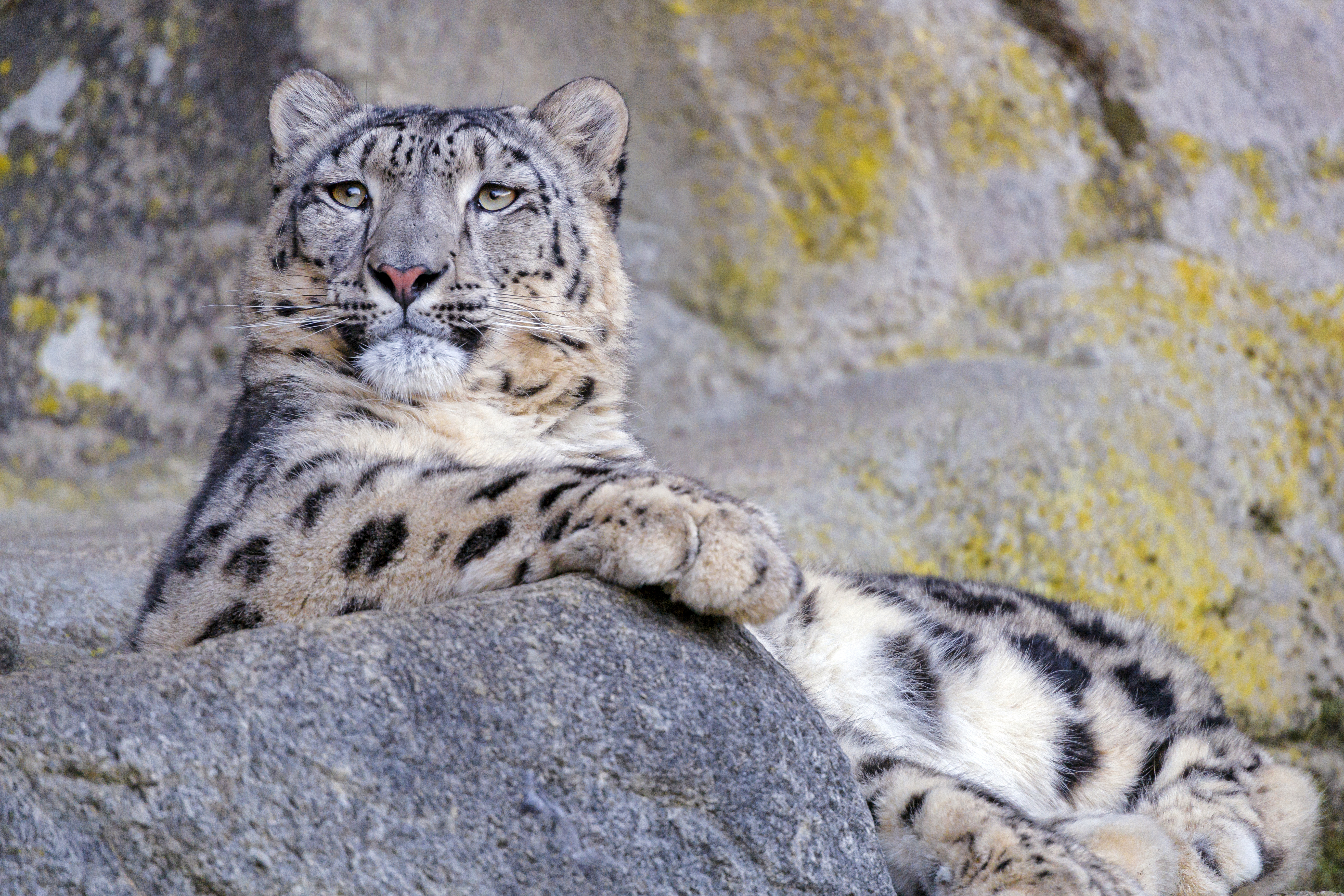 83090 Screensavers and Wallpapers Snow Leopard for phone. Download animals, snow leopard, big cat, grey, animal, wild pictures for free