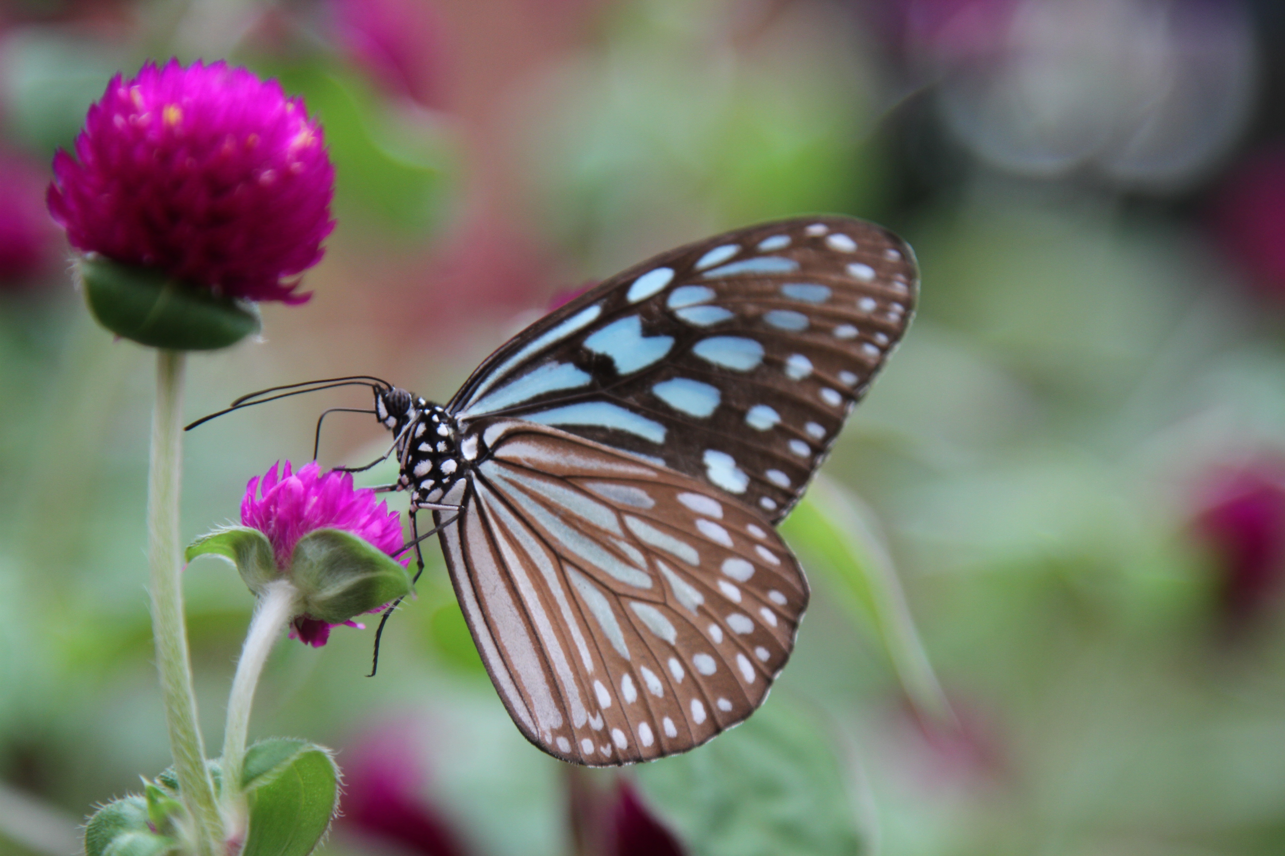 156650 download wallpaper flower, macro, butterfly, wings, clover screensavers and pictures for free