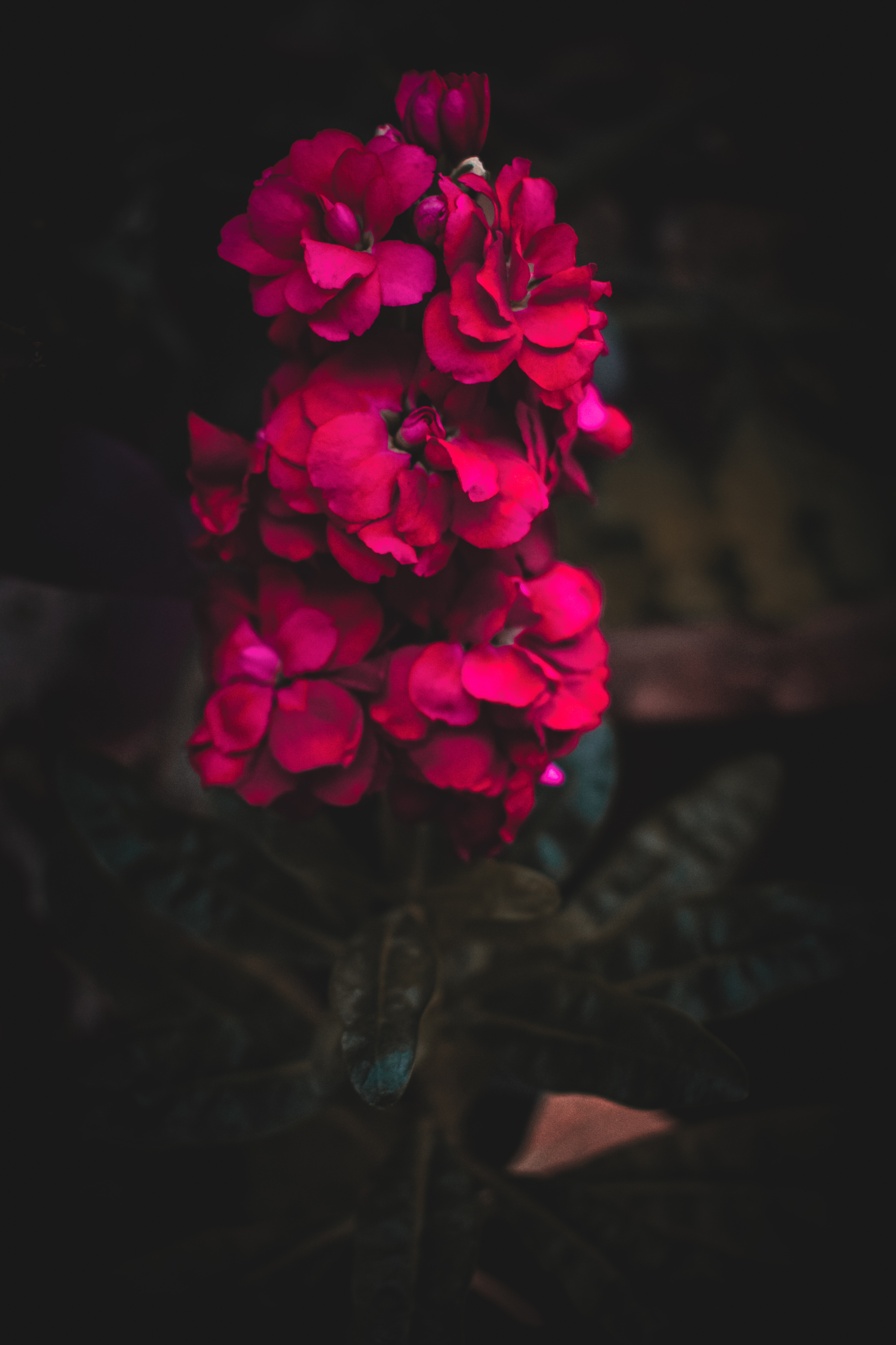 83079 Заставки і шпалери Квіти на телефон. Завантажити джабер, квітка, рожевий, зябер картинки безкоштовно