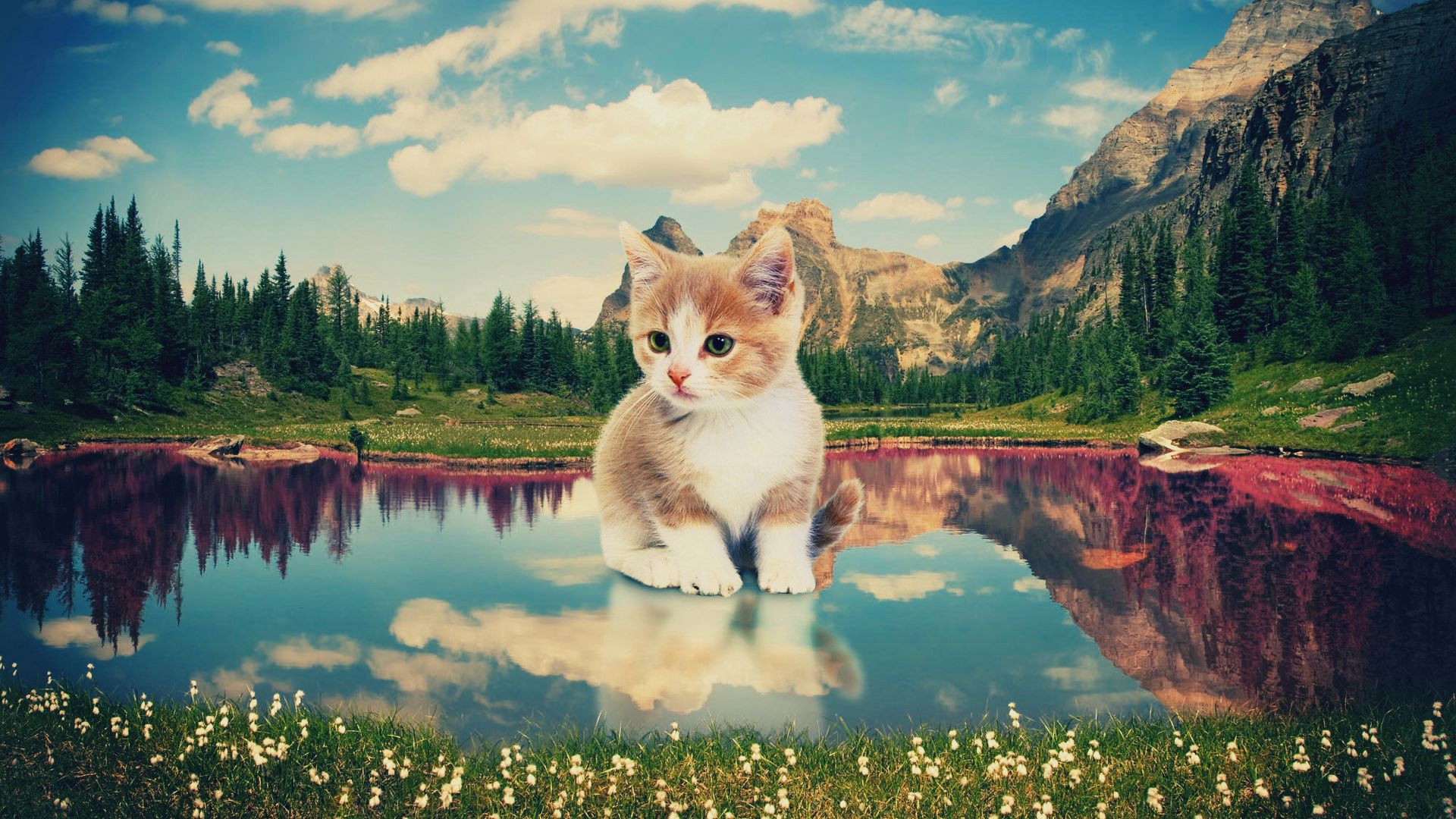 kitty, nature, art, lake, kitten, photoshop phone background