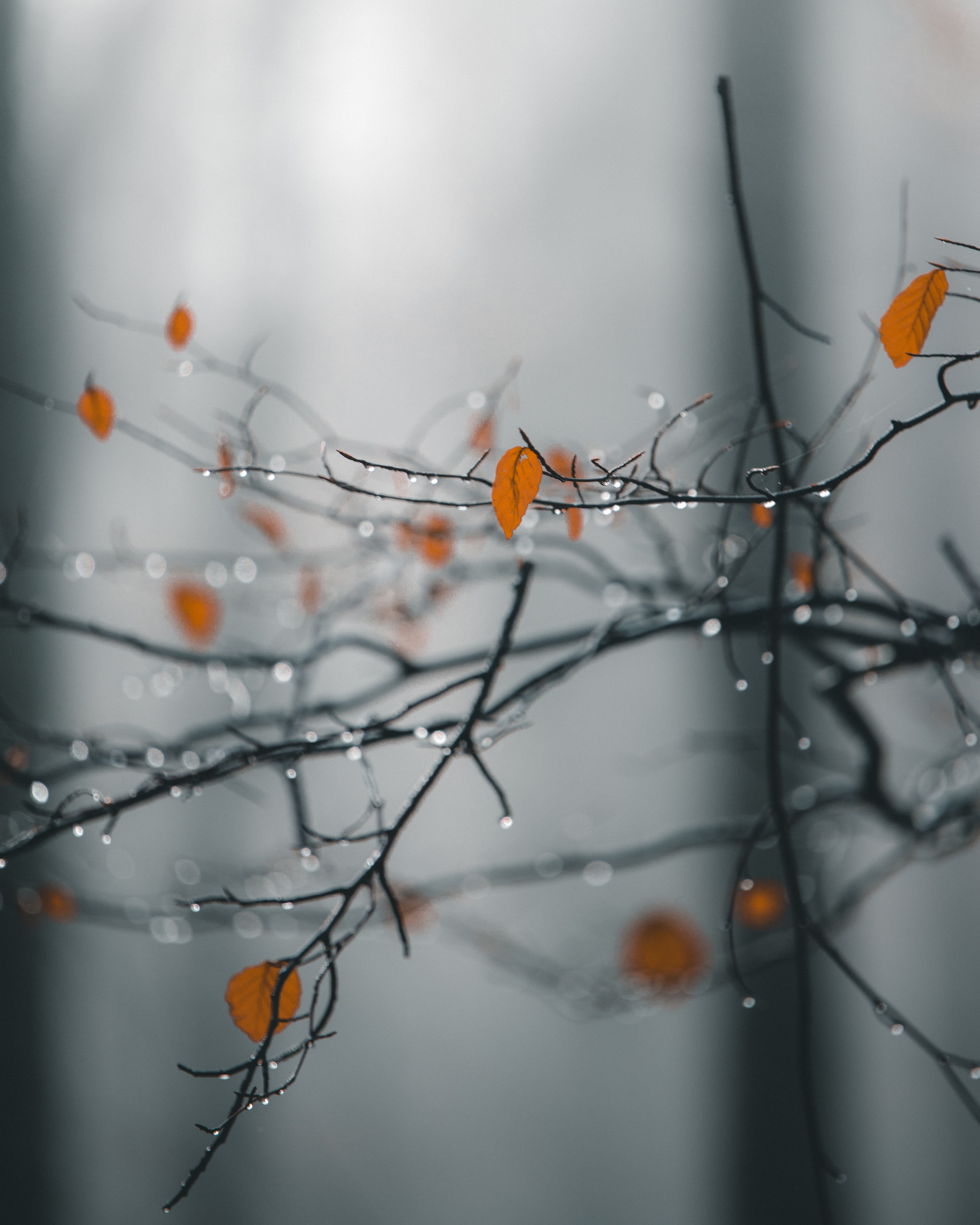 drops, leaves, wet, macro Rain HD Android Wallpapers
