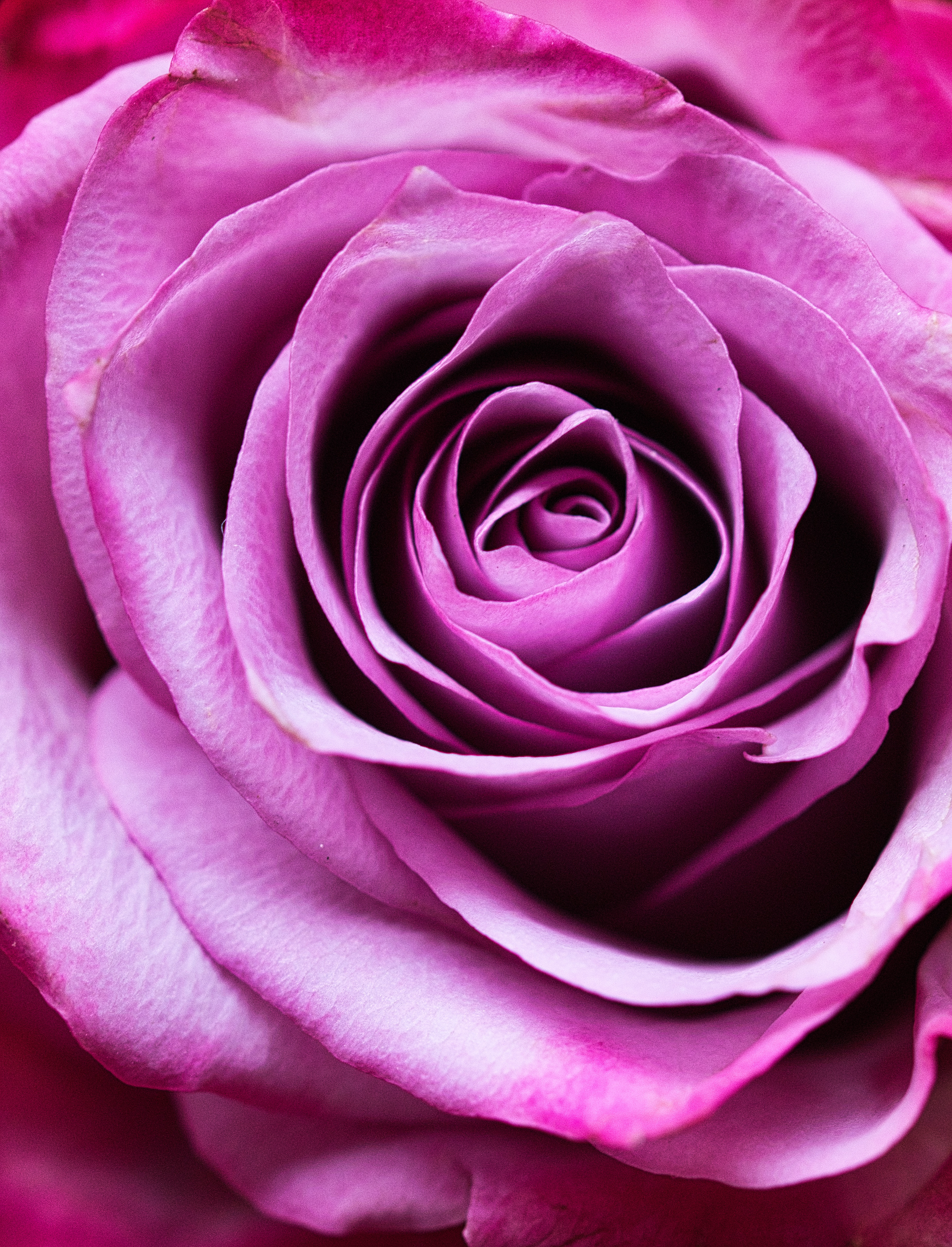 petals, flowers, pink, flower, rose flower, rose, close-up, romance