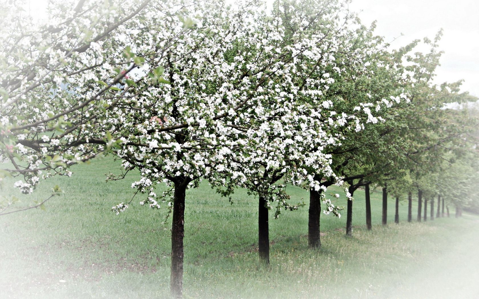 flowering, bloom, trees, nature 4K iPhone
