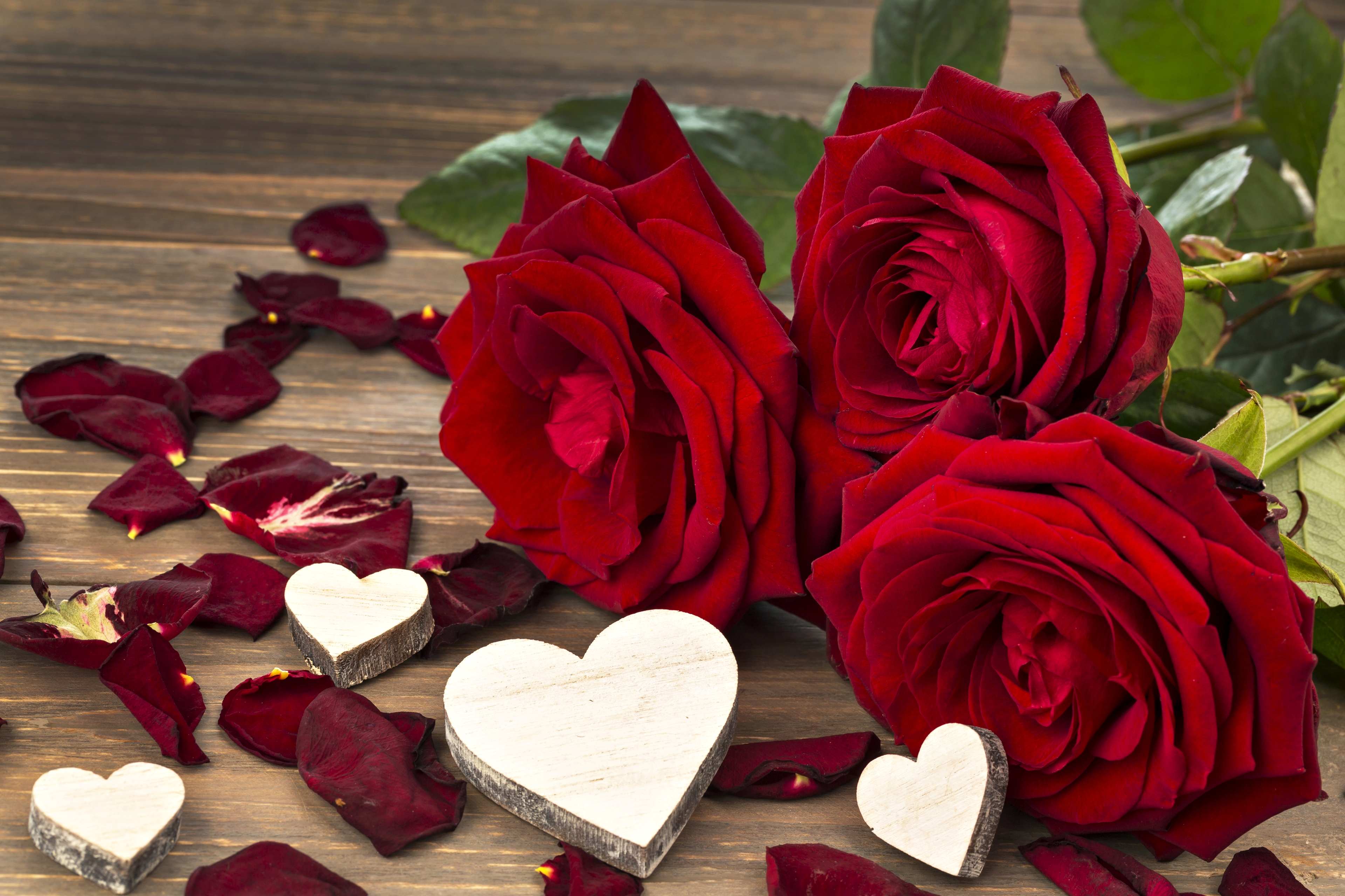 351728 Salvapantallas y fondos de pantalla Rosa en tu teléfono. Descarga imágenes de parejas, flor roja, rosa roja, tierra/naturaleza gratis