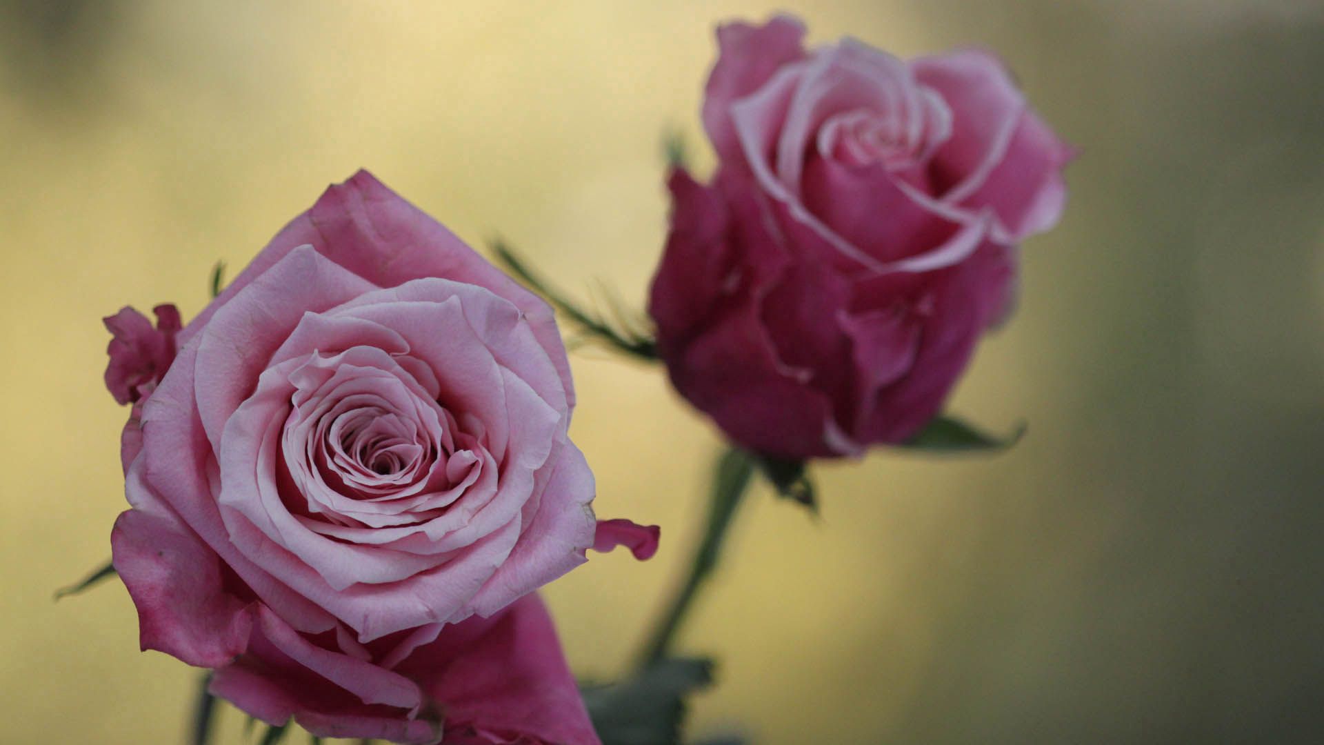 Laden Sie das Blumen, Pflanze, Makro, Rose, Blütenblätter-Bild kostenlos auf Ihren PC-Desktop herunter