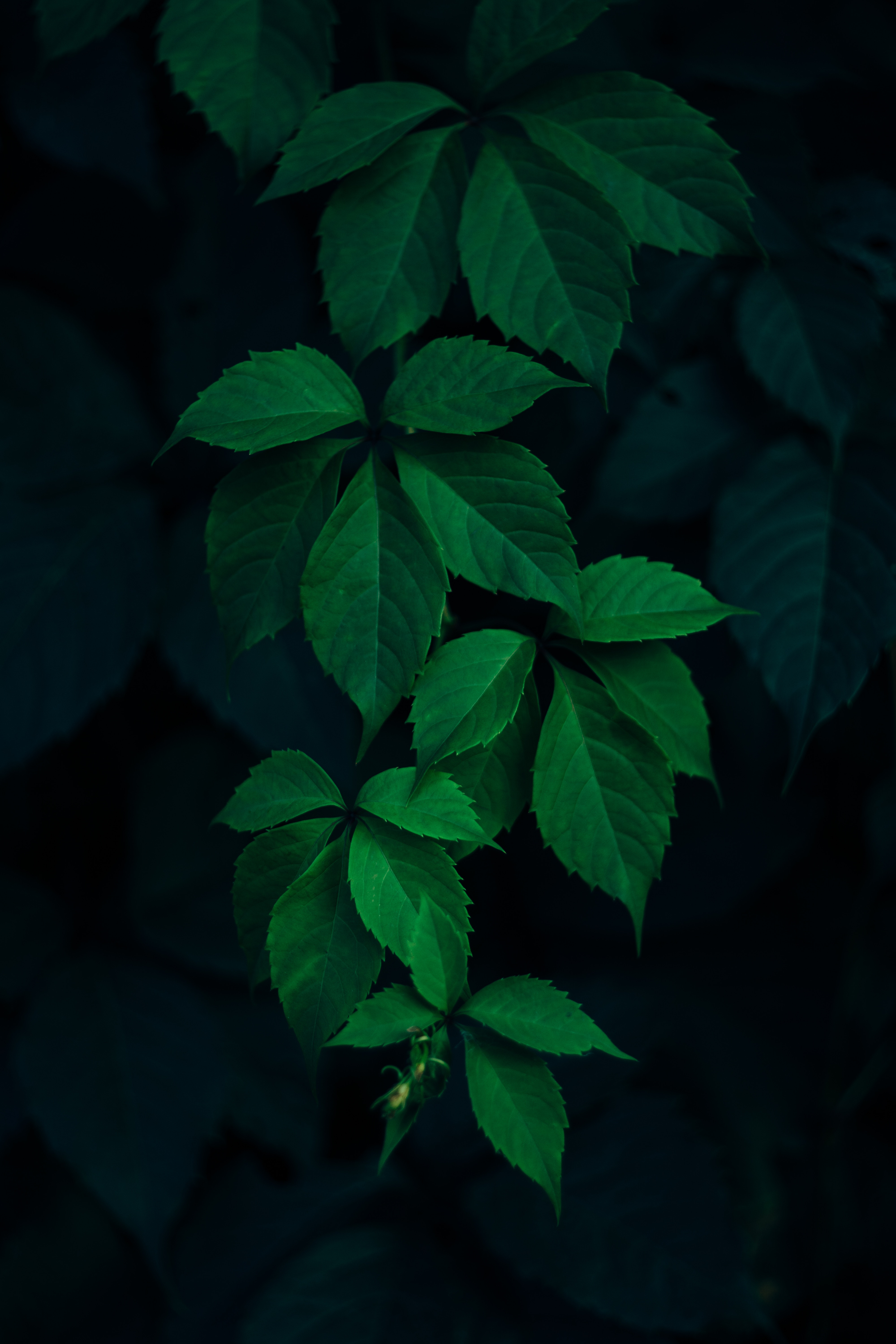 Mobile wallpaper branches, leaves, green, nature, dark background