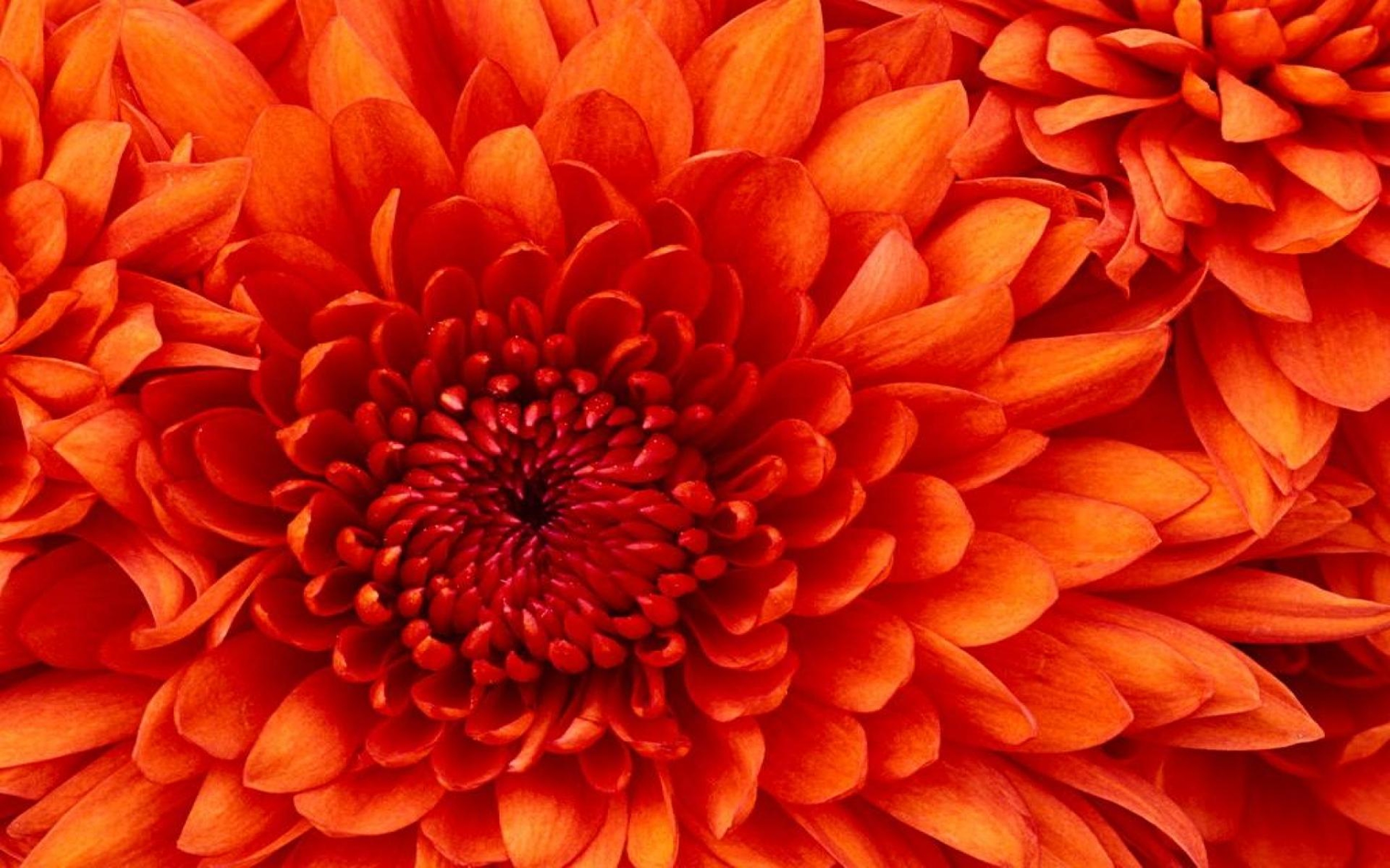 Orange Flower HD for Phone