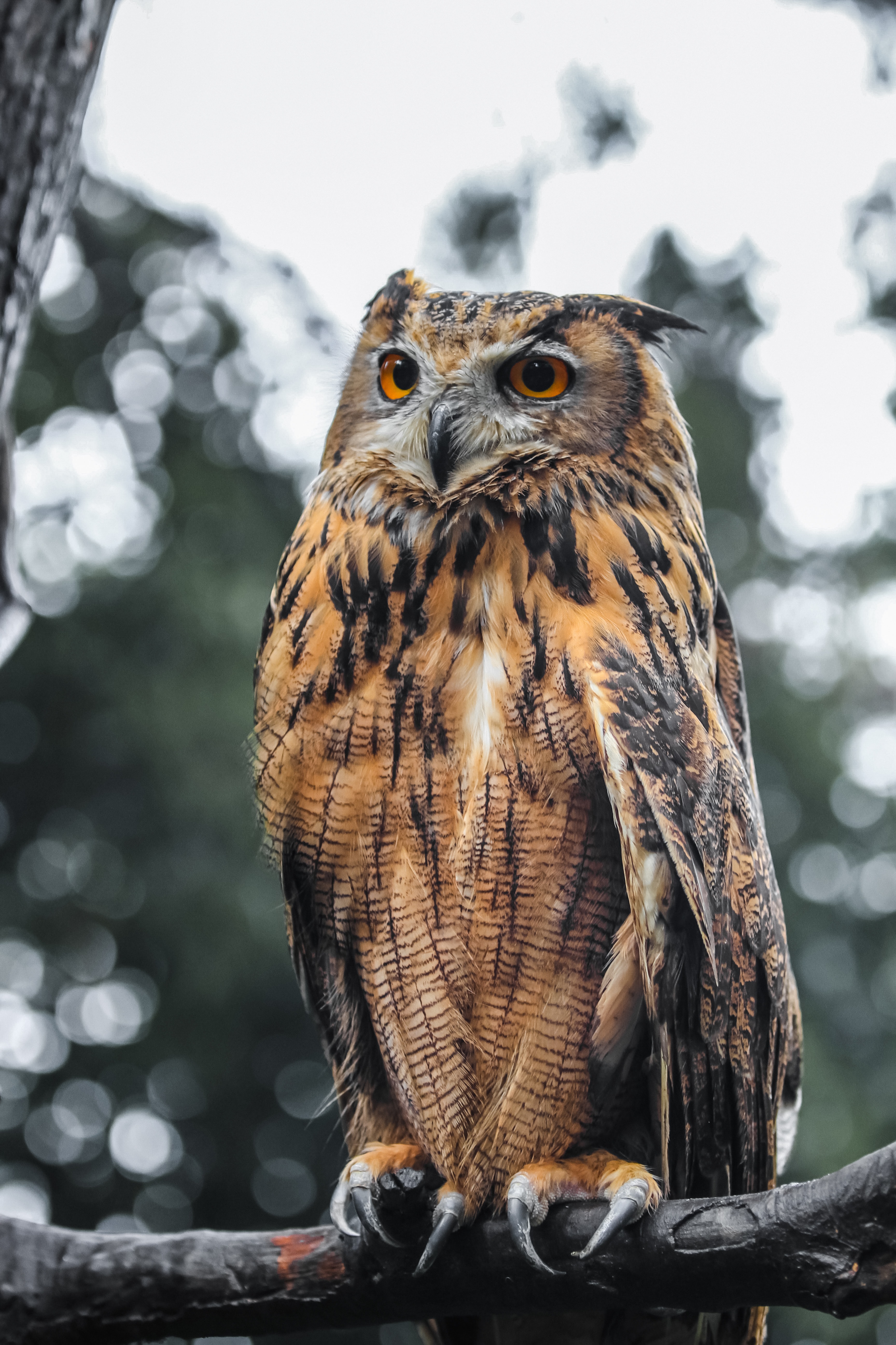 eagle owl, wildlife, bird, brown 4K iPhone