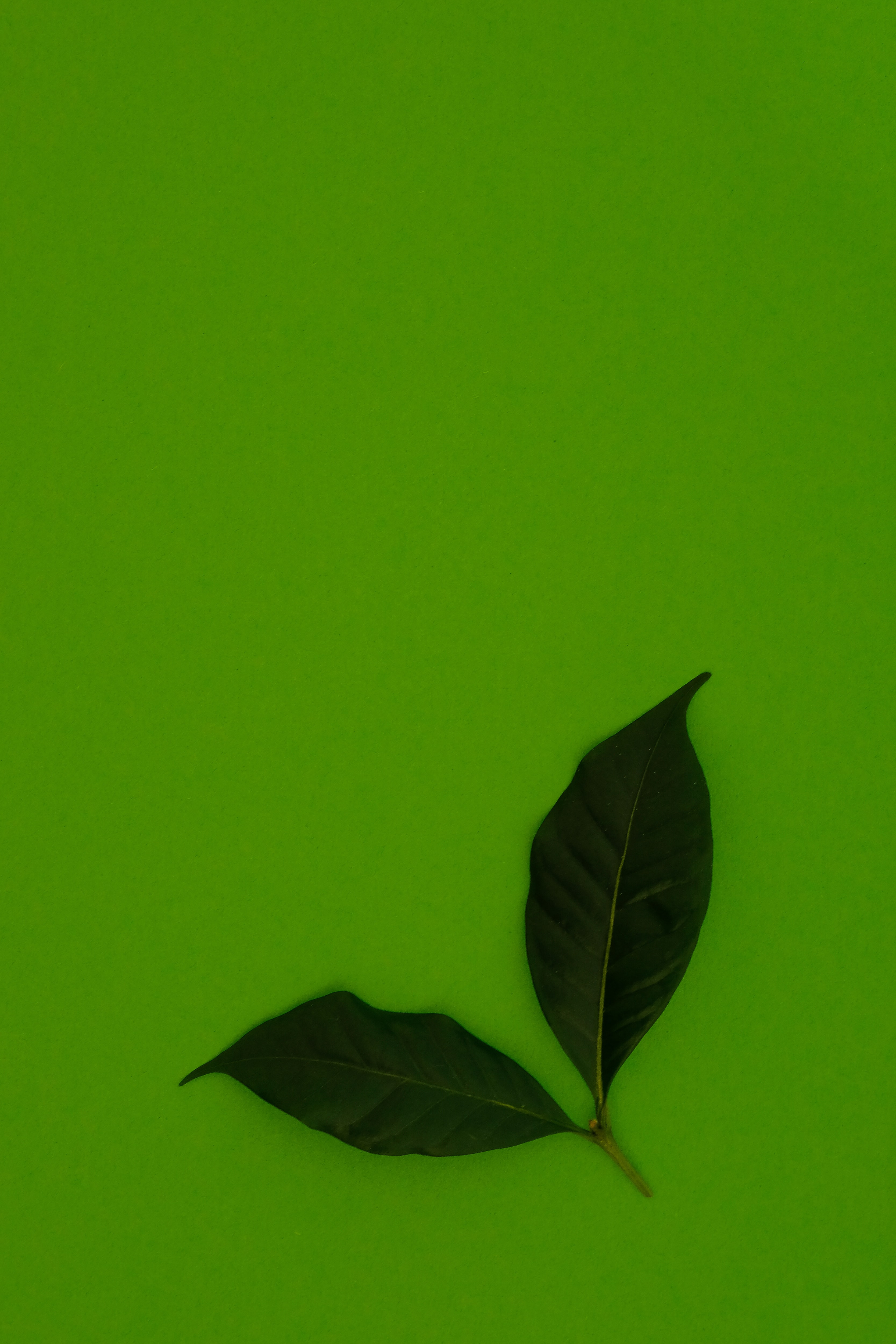 miscellanea, background, leaves, green, miscellaneous iphone wallpaper