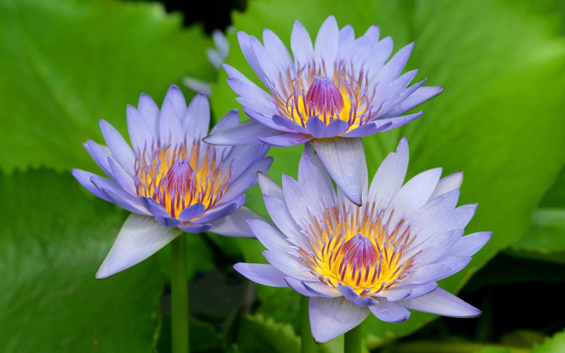 Best Mobile Water Lilies Backgrounds