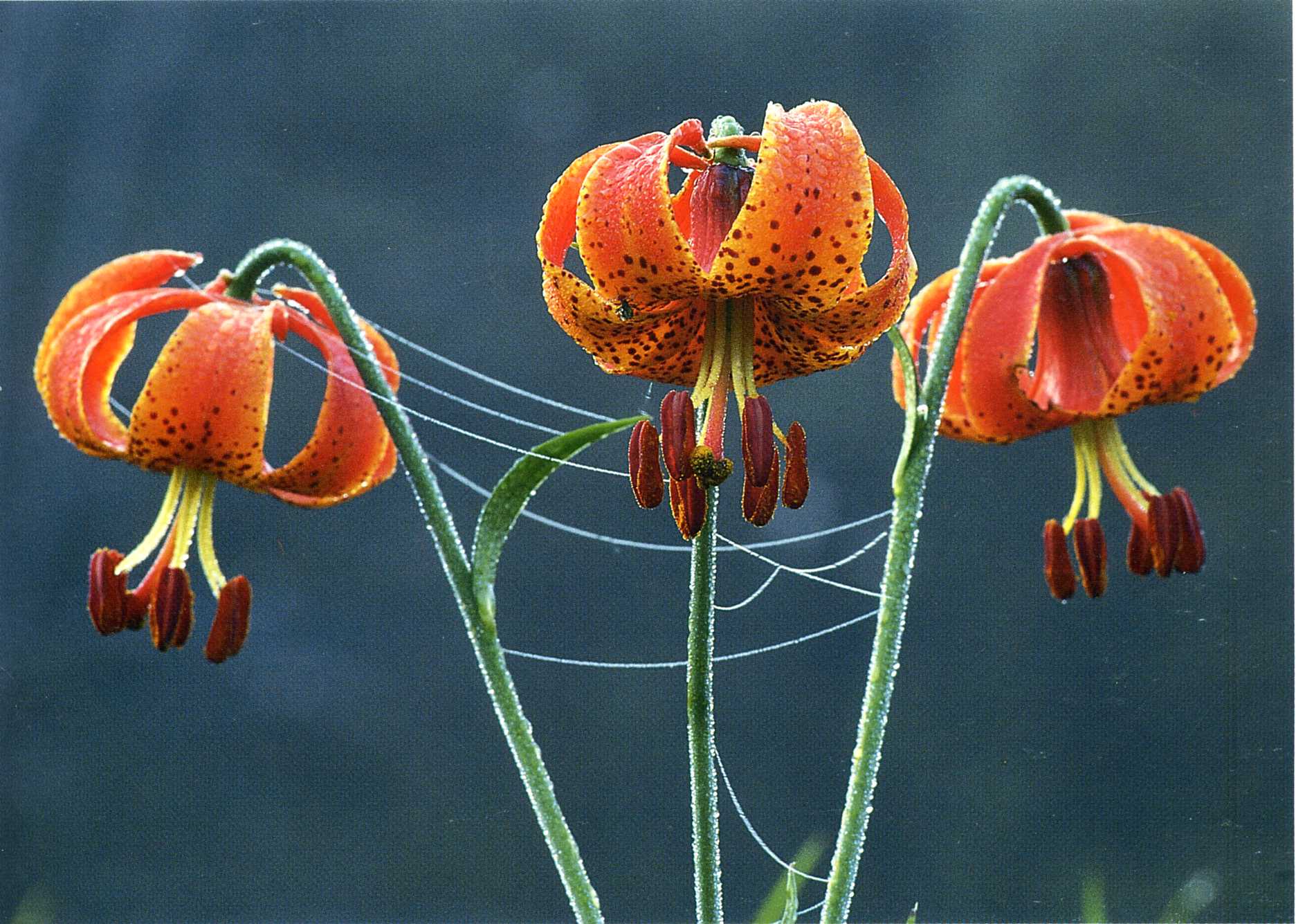 flowers, earth, lily, dew, flower, tiger lily