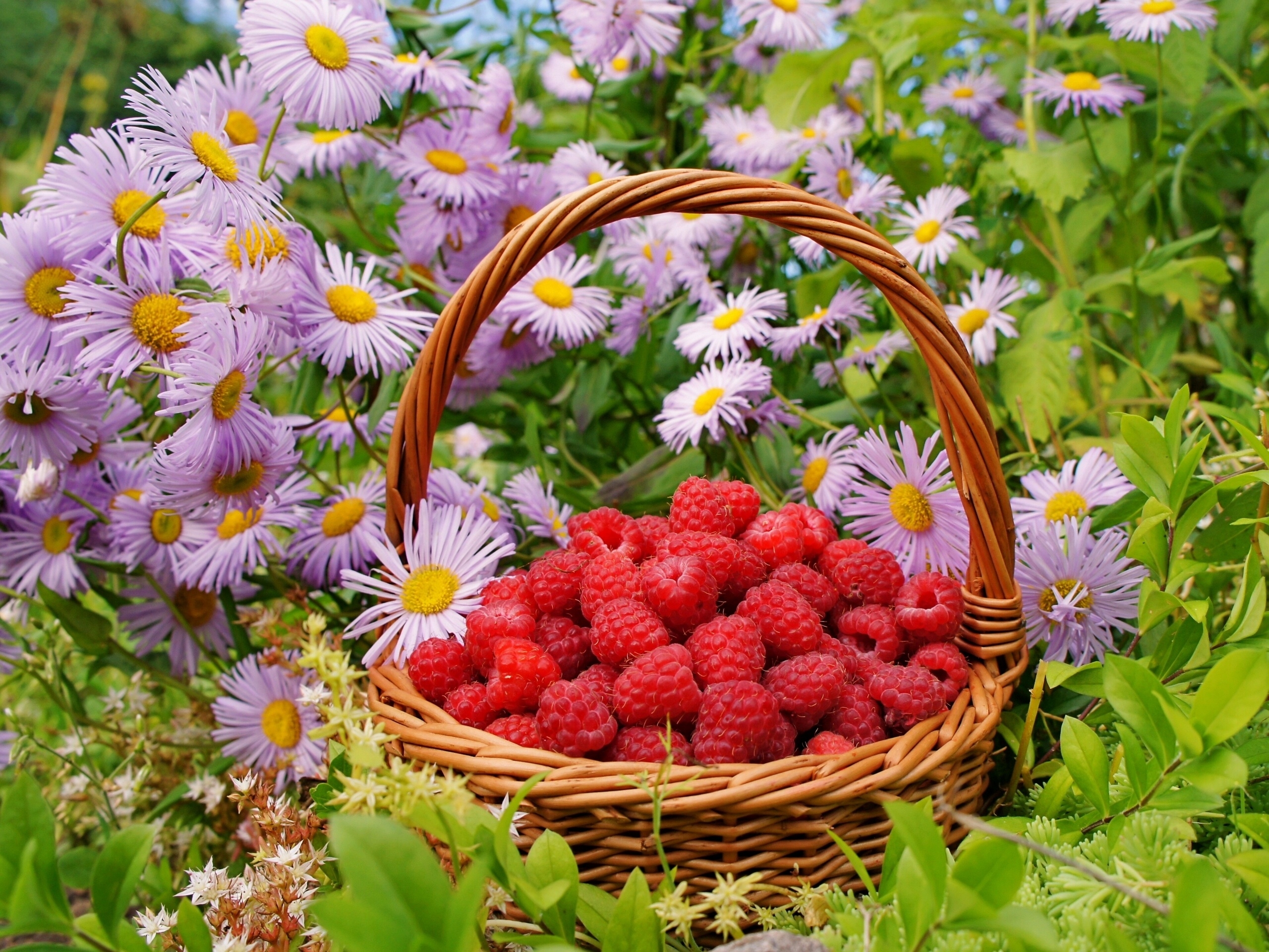 Raspberry berries, flowers, food, basket 8k Backgrounds