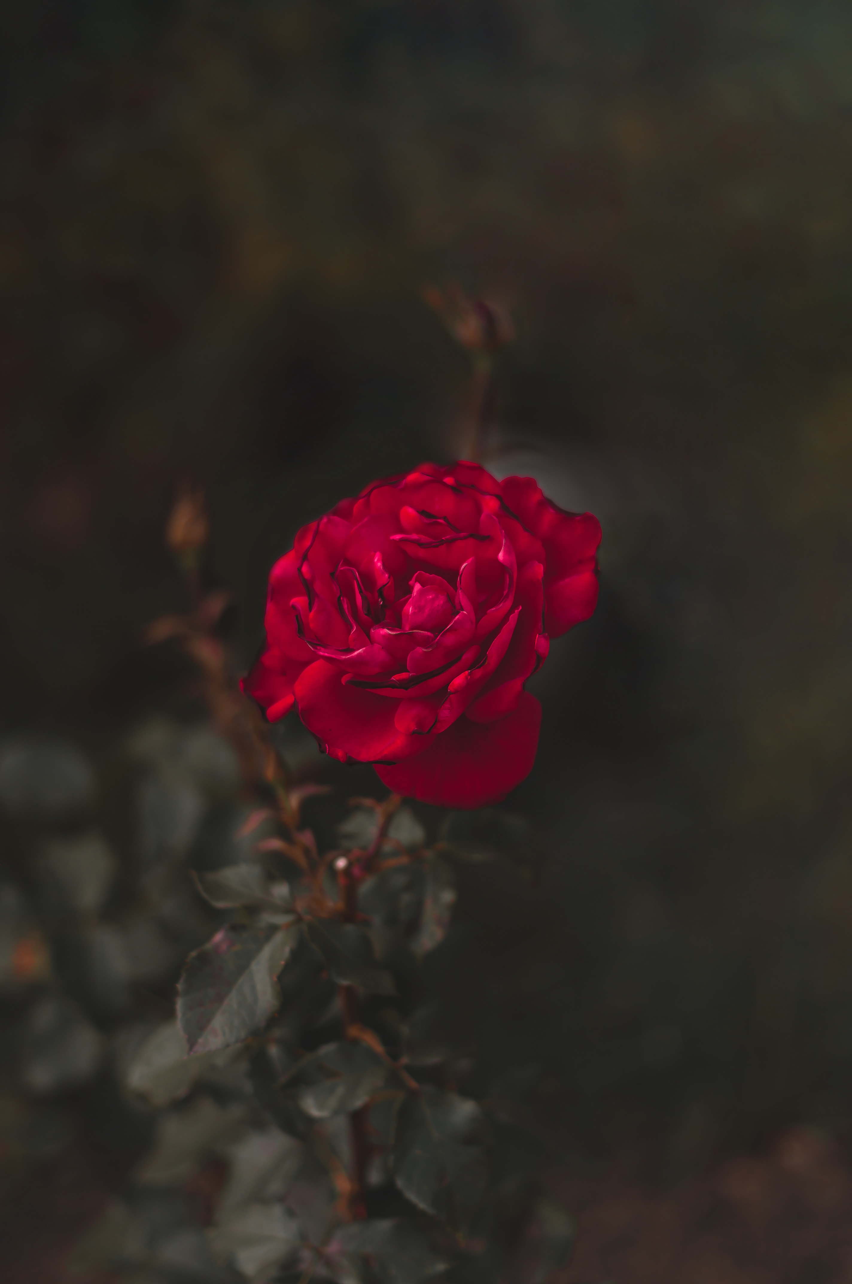 rose, macro, red, flower, rose flower, close-up Smartphone Background