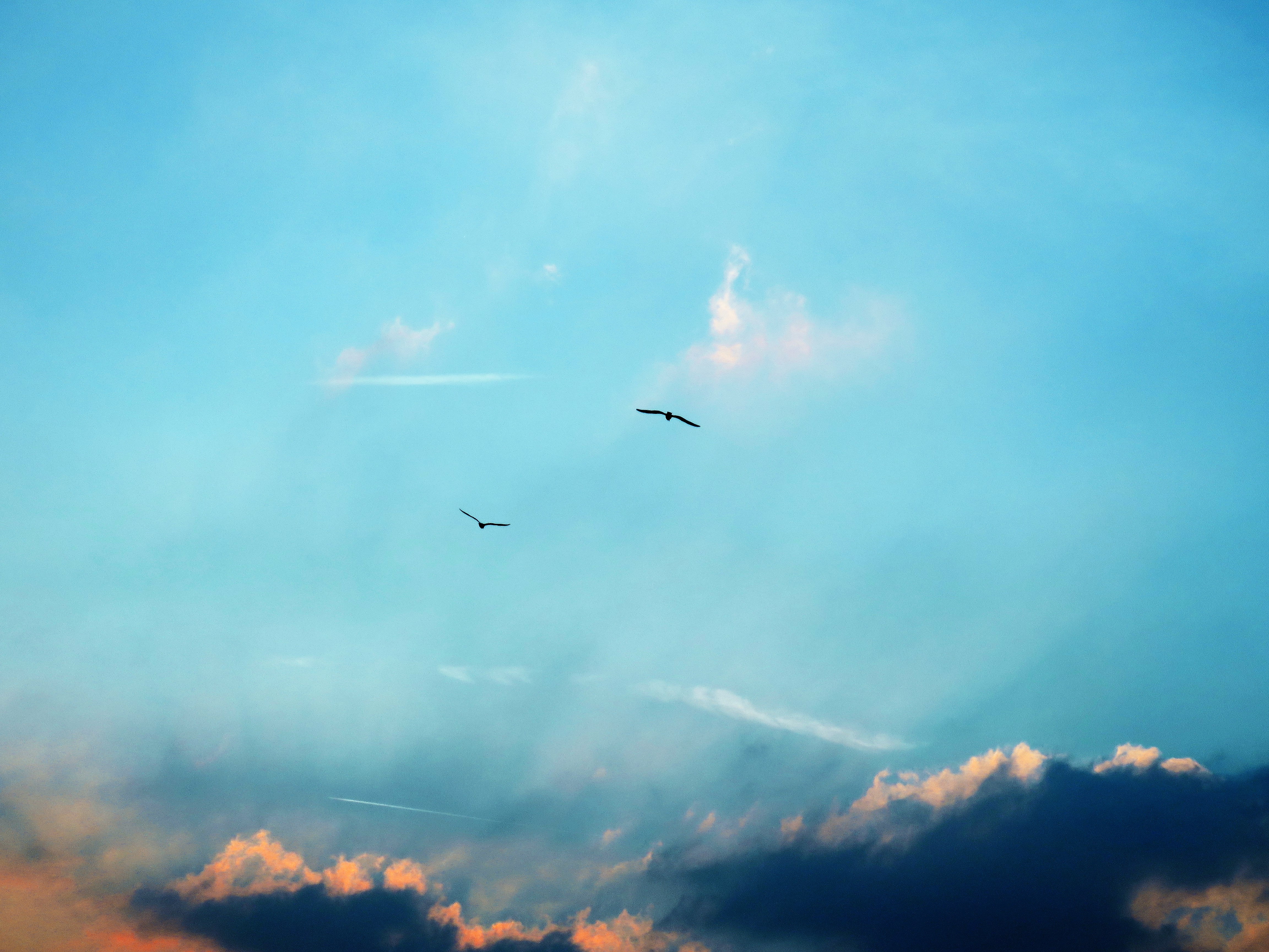 119608 download wallpaper silhouettes, nature, birds, sky, clouds, flight screensavers and pictures for free