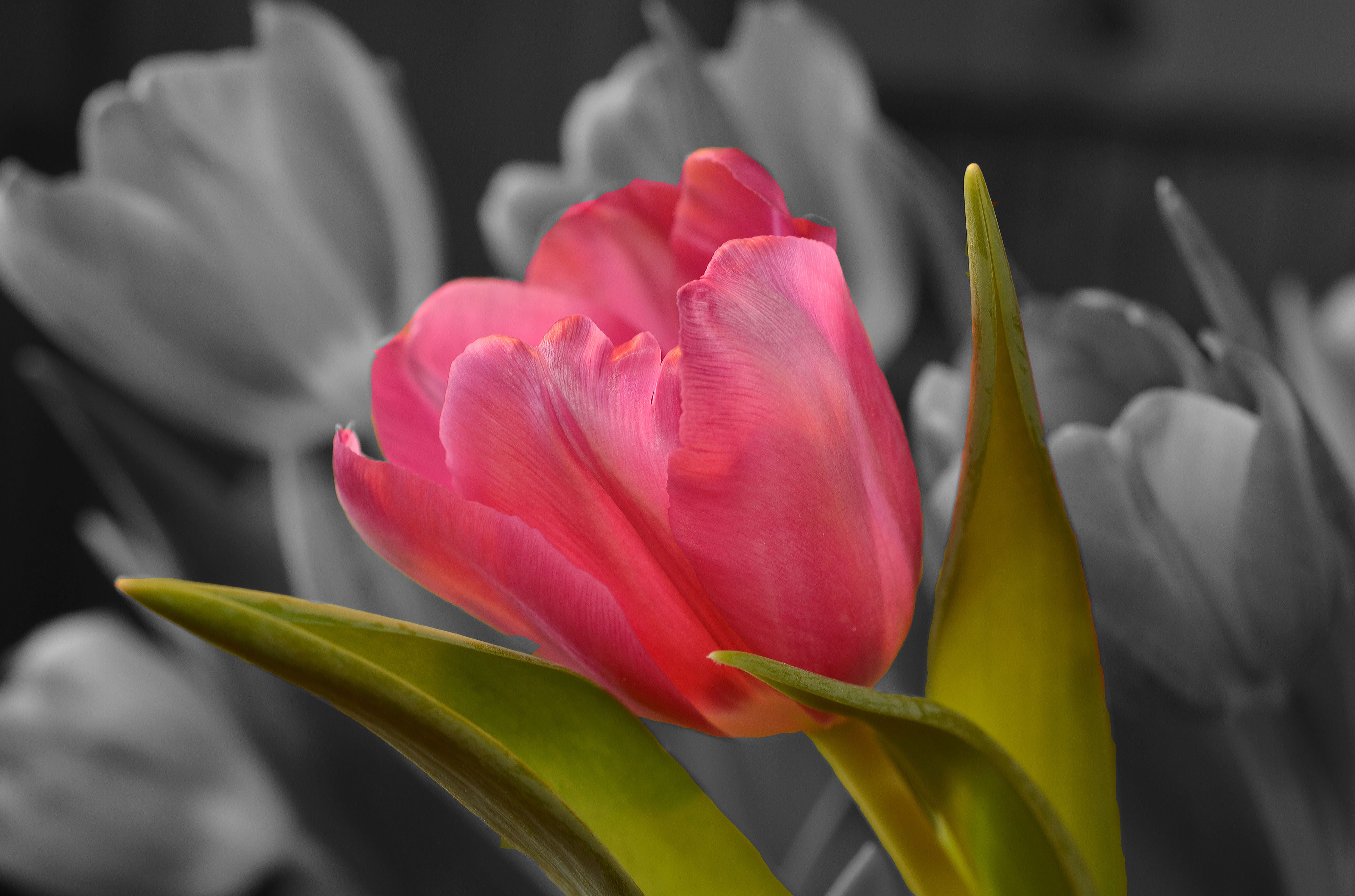 129252 Bildschirmschoner und Hintergrundbilder Tulpe auf Ihrem Telefon. Laden Sie blumen, blütenblätter, knospe, bud, tulpe, tulip Bilder kostenlos herunter