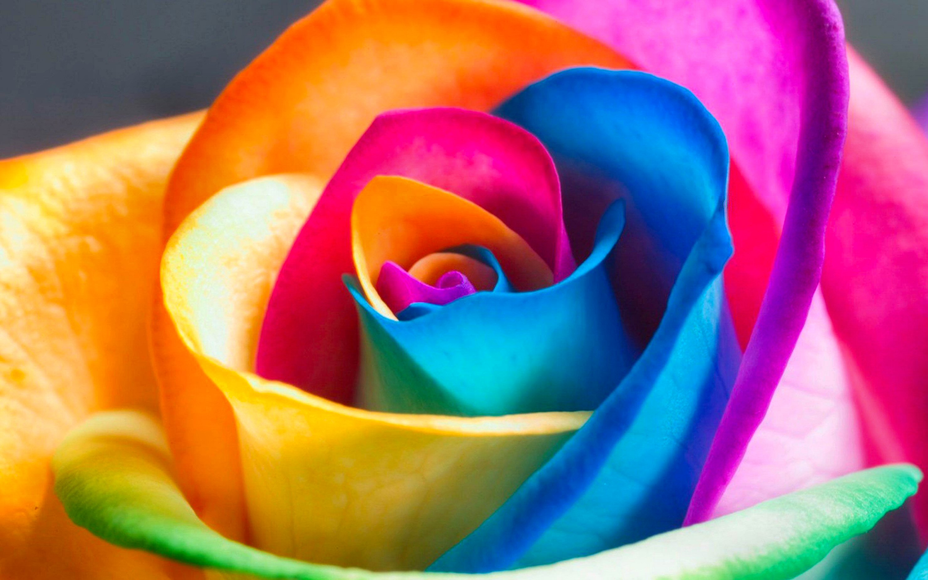 HD desktop wallpaper: Flowers, Flower, Rose, Earth, Colorful, Petal  download free picture #278251