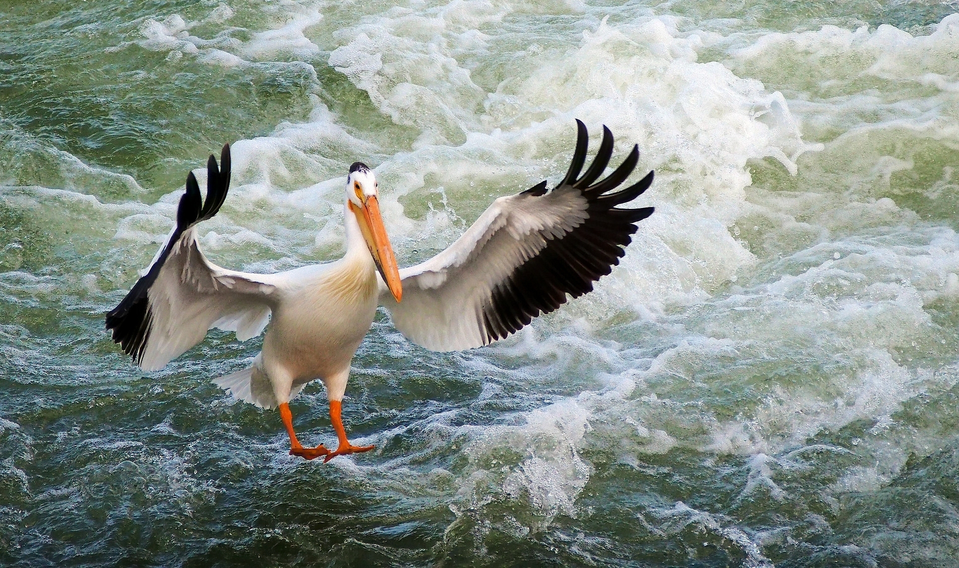 animal, pelican, bird, foam, birds