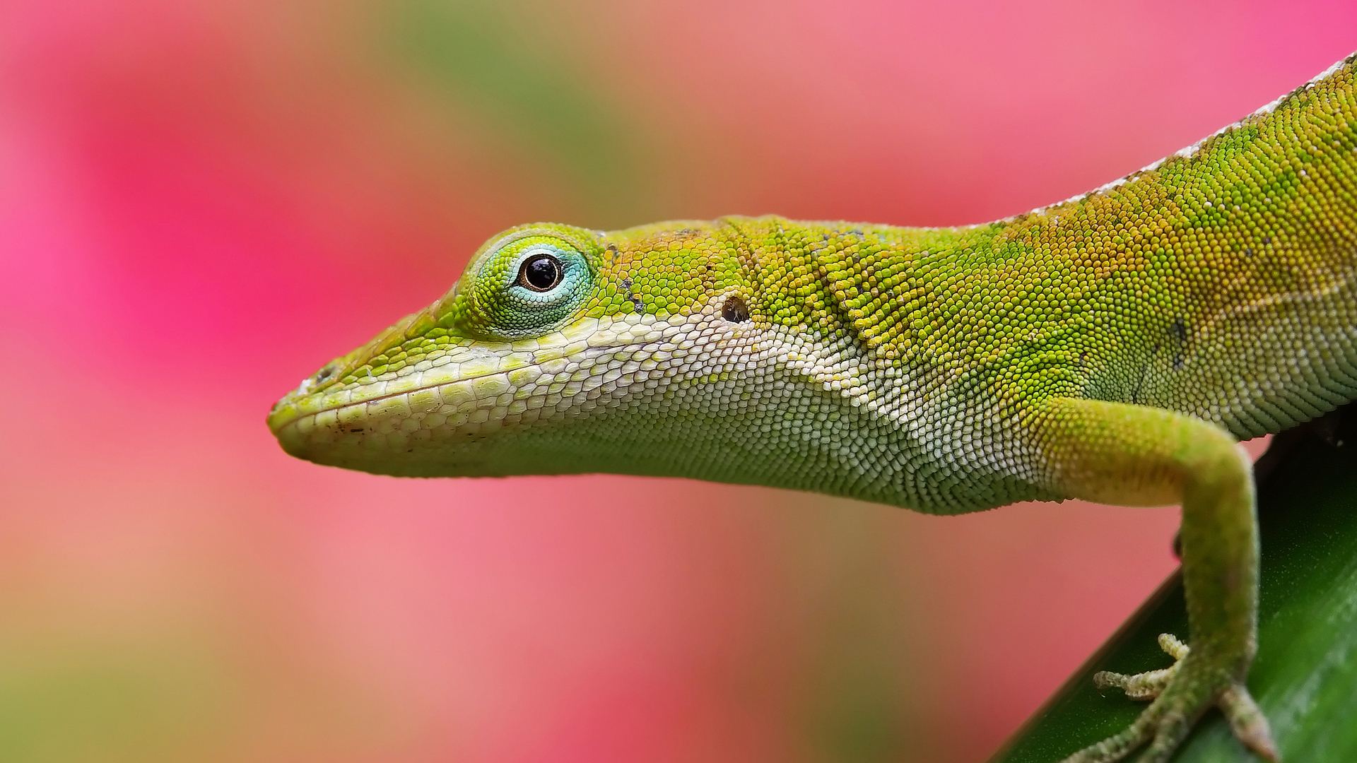 37152 Bild herunterladen tiere, lizards - Hintergrundbilder und Bildschirmschoner kostenlos