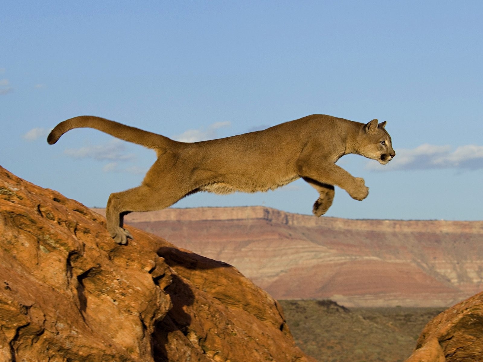 Laden Sie das Tiere, Puma-Bild kostenlos auf Ihren PC-Desktop herunter